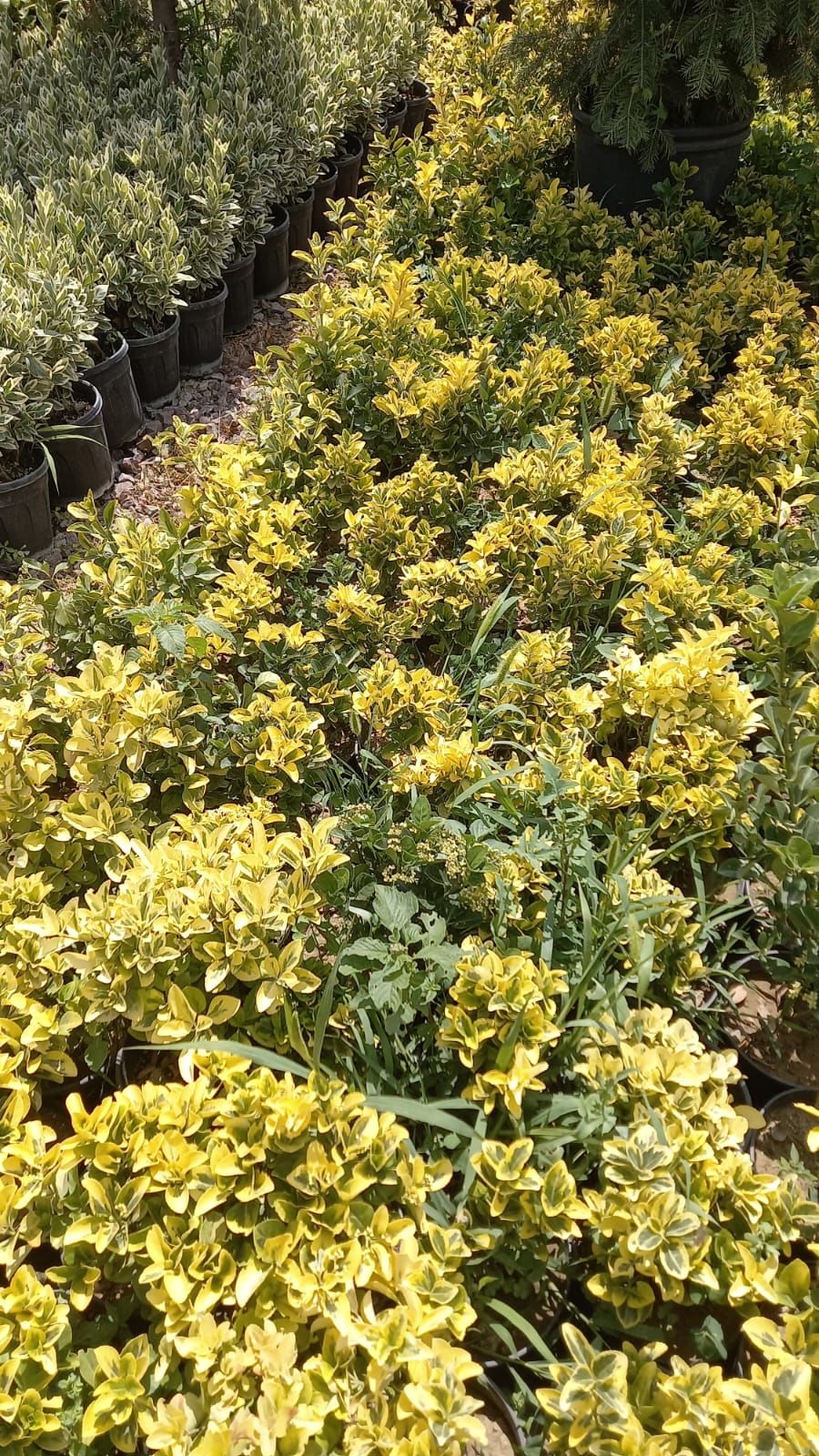 Altuni Taflan Fidanı (25-40 cm) 5 adet