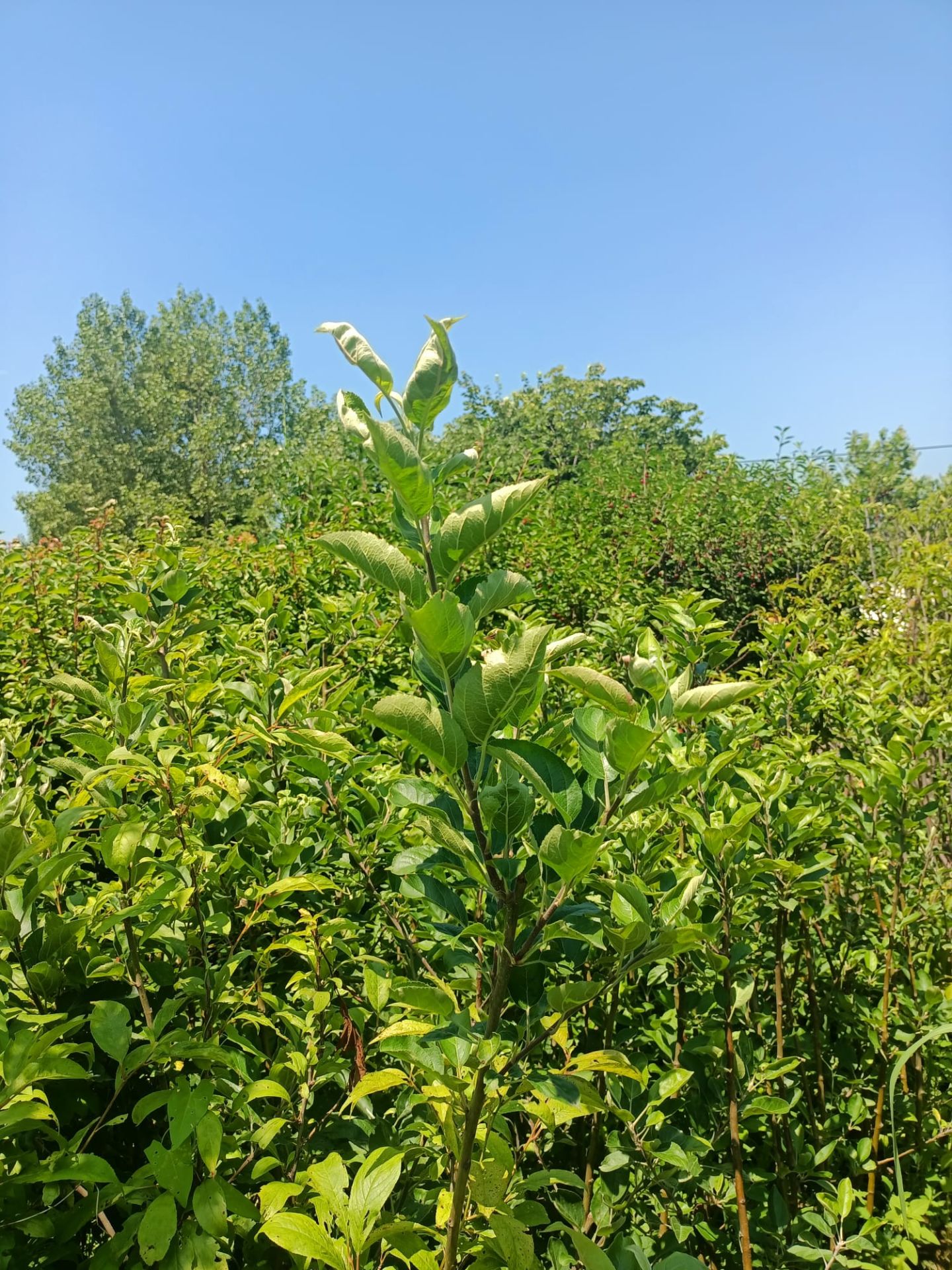 Can Erik Fidanı Tüplü 100-150 cm