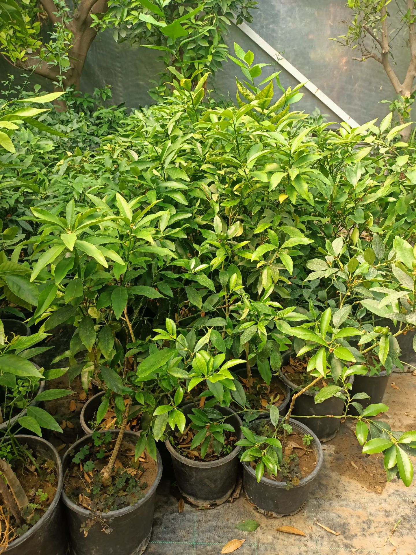 Kumkuat Fidanı Tüplü 40-60 cm