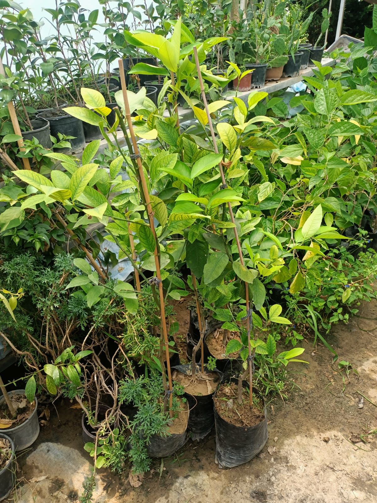 Tüplü Yediveren Limon Fidanı (100-150 CM)