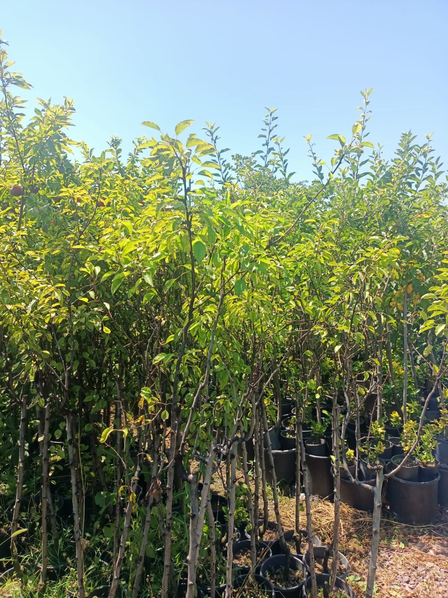 Ankara Armut Fidanı Tüplü 100-150 cm