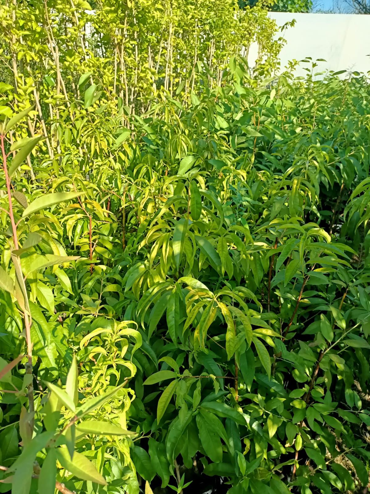 Gülhaven Şeftali Fidanı Tüplü 70-120 cm