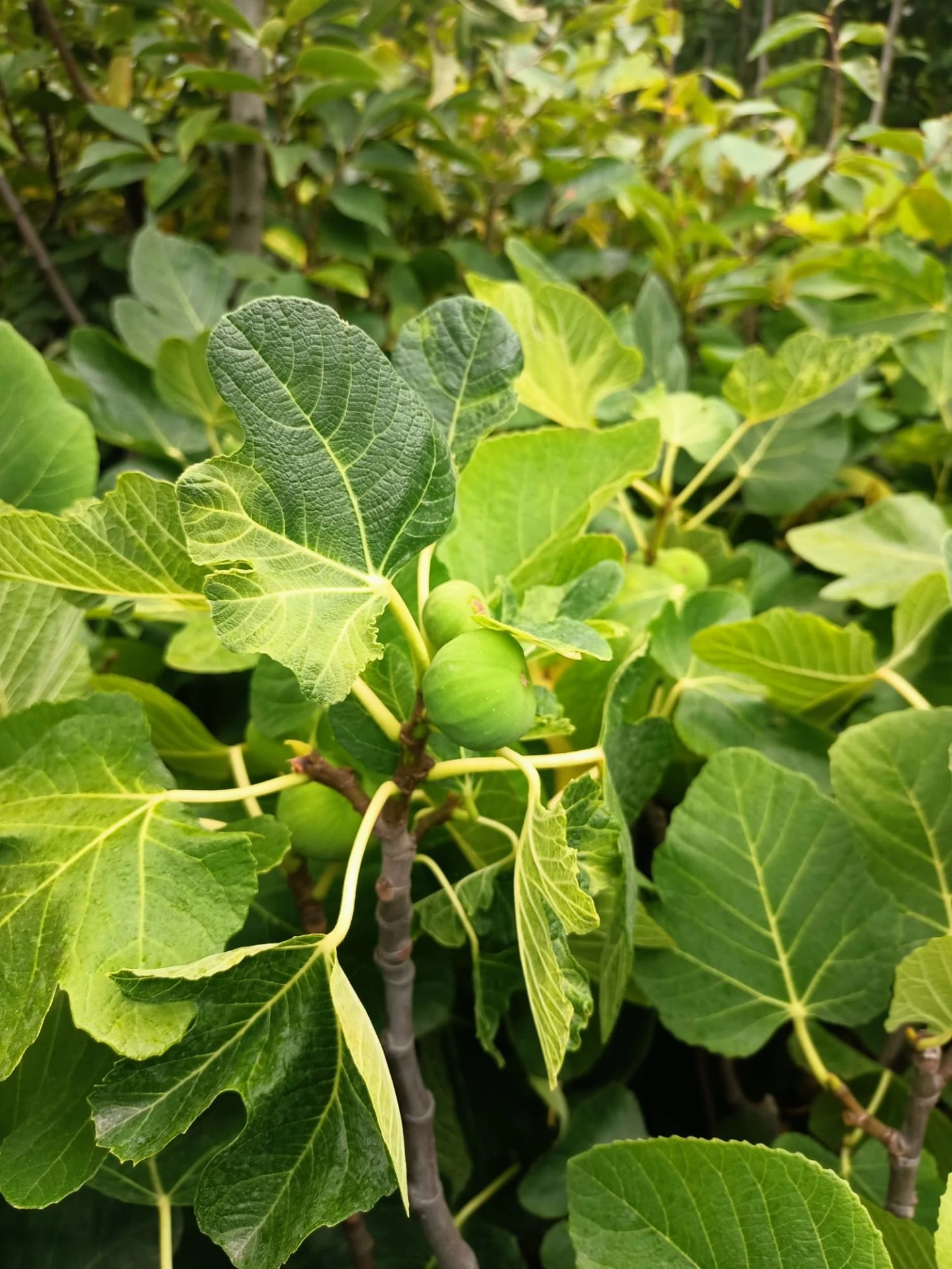 Siyah İncir Bursa Karası Fidanı Tüplü 75-100 cm