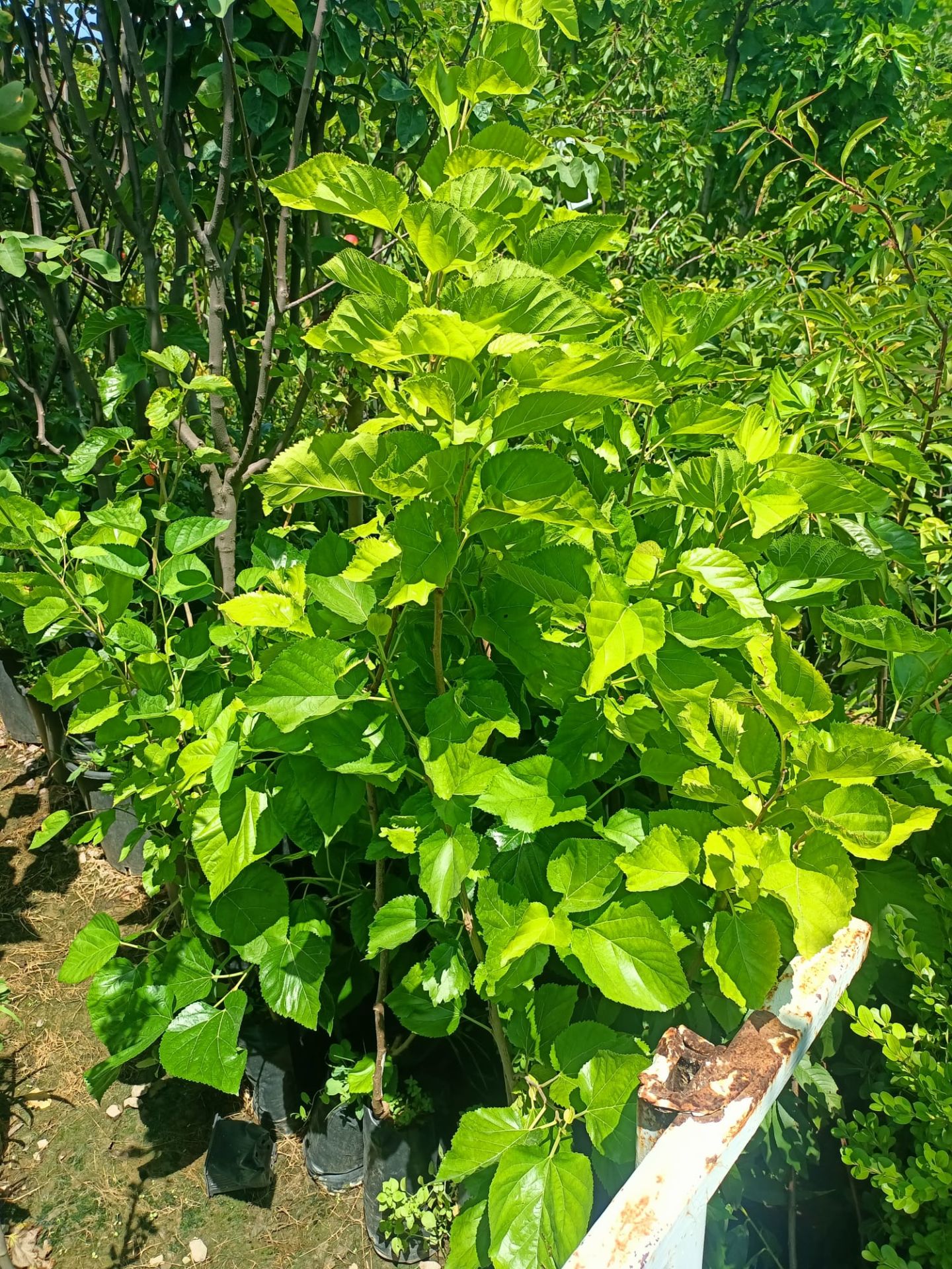 Beyaz Dut Fidanı Tüplü 150 + cm