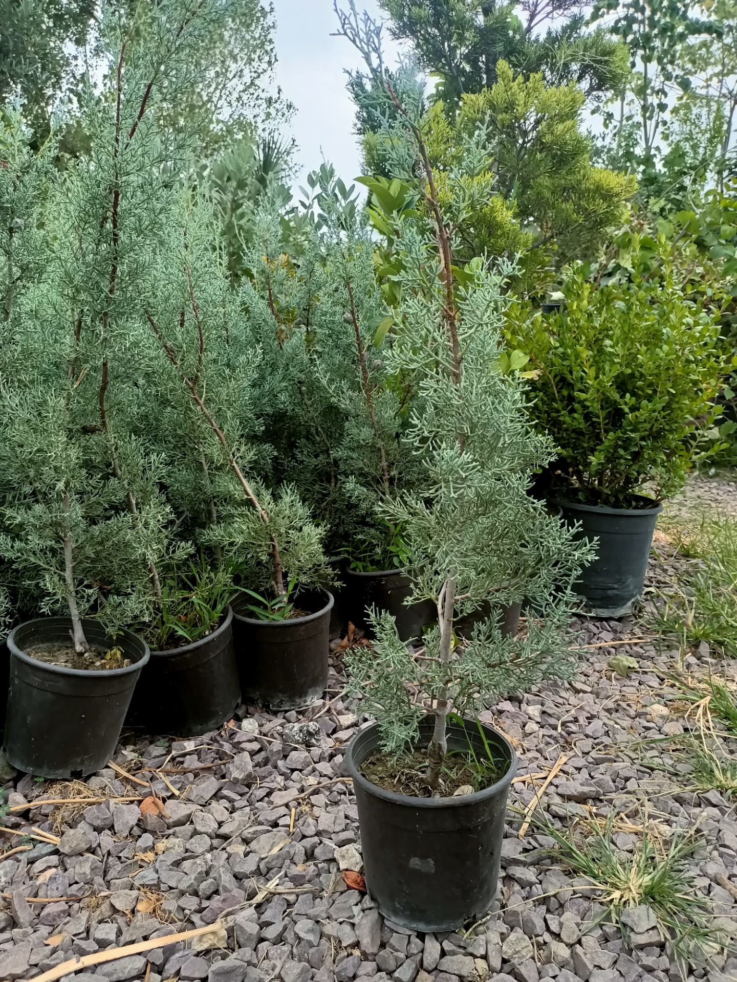 Arizona Mavi Servi Fidanı (50-100 CM)