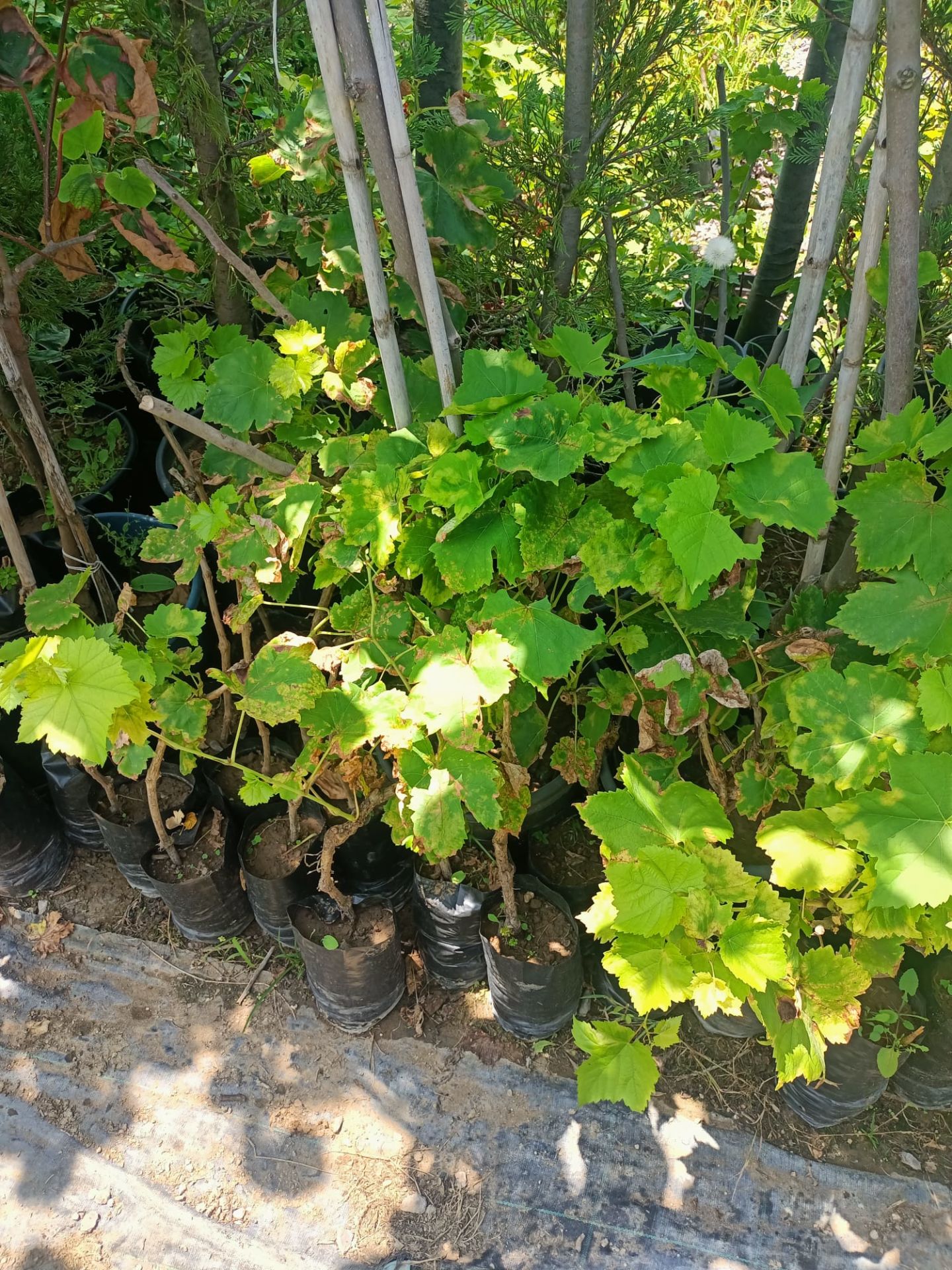 Redglobe Üzüm Fidanı Tüplü 50-100 cm