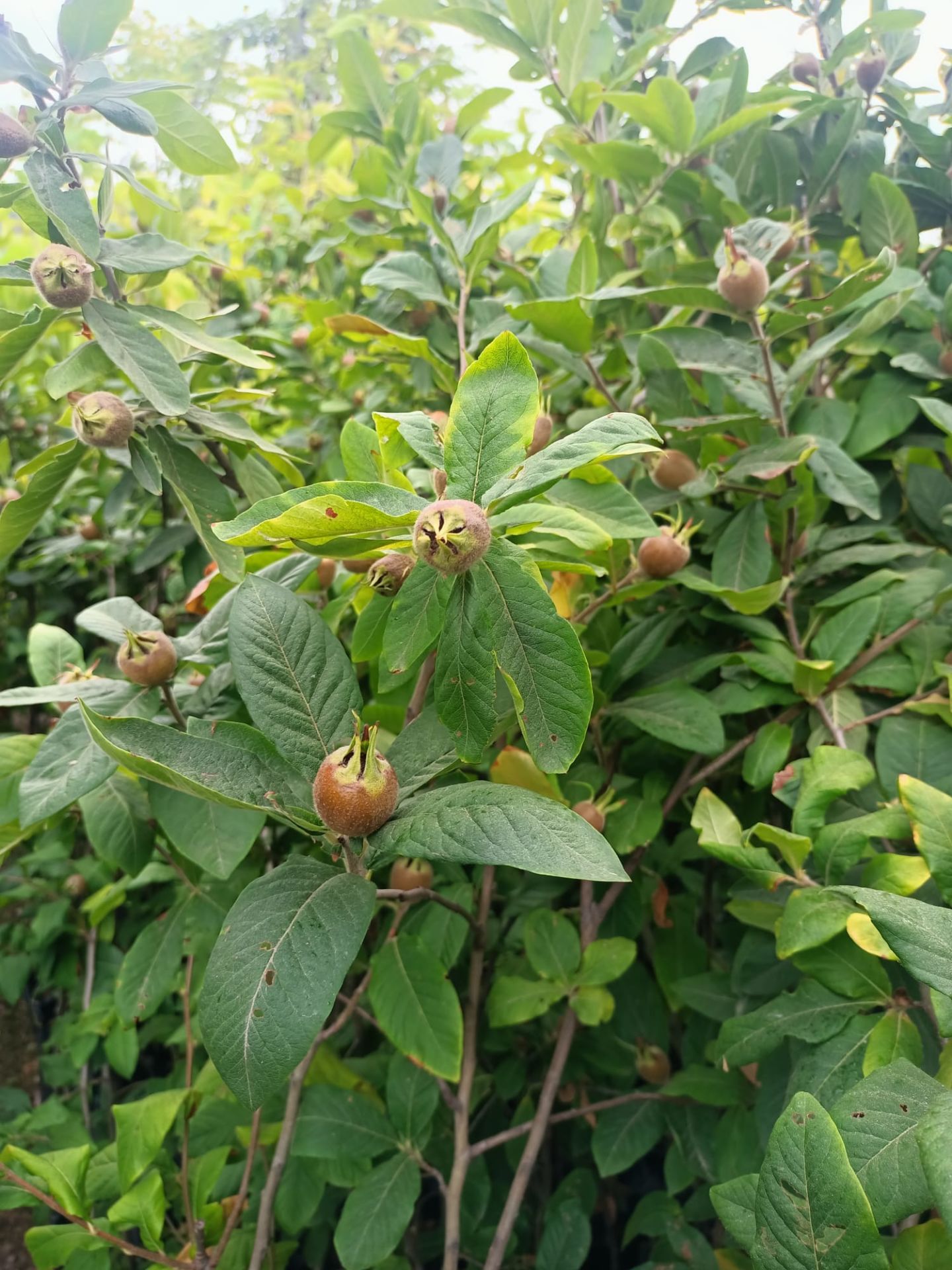 Muşmula Fidanı ,Döngel Fidanı Tüplü 100-150 cm