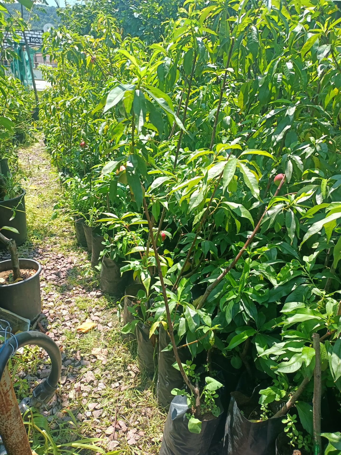 Sweet Lady Nektarin Fidanı Tüplü 70-120 cm