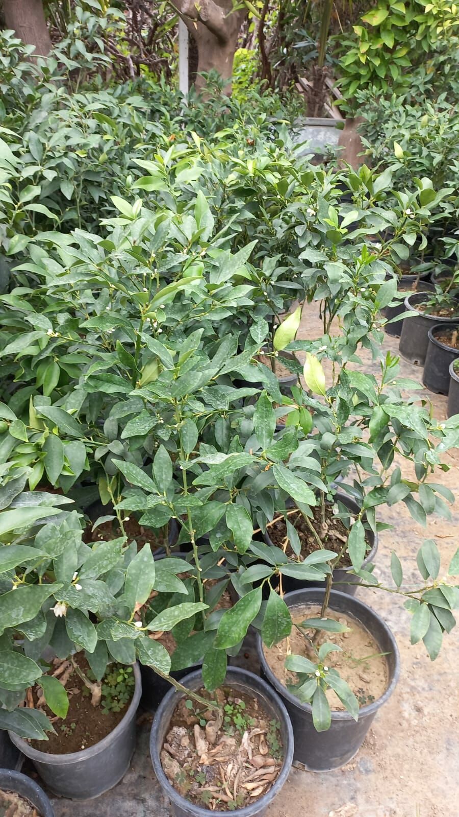 Kumkuat Fidanı Tüplü 40-60 cm