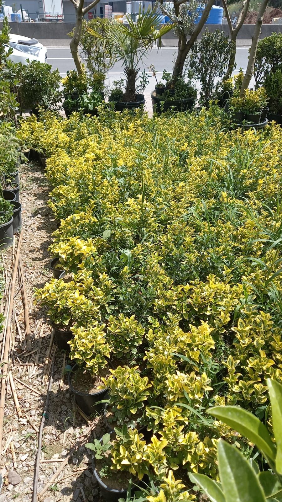 Altuni Taflan Fidanı (25-40 cm) 5 adet