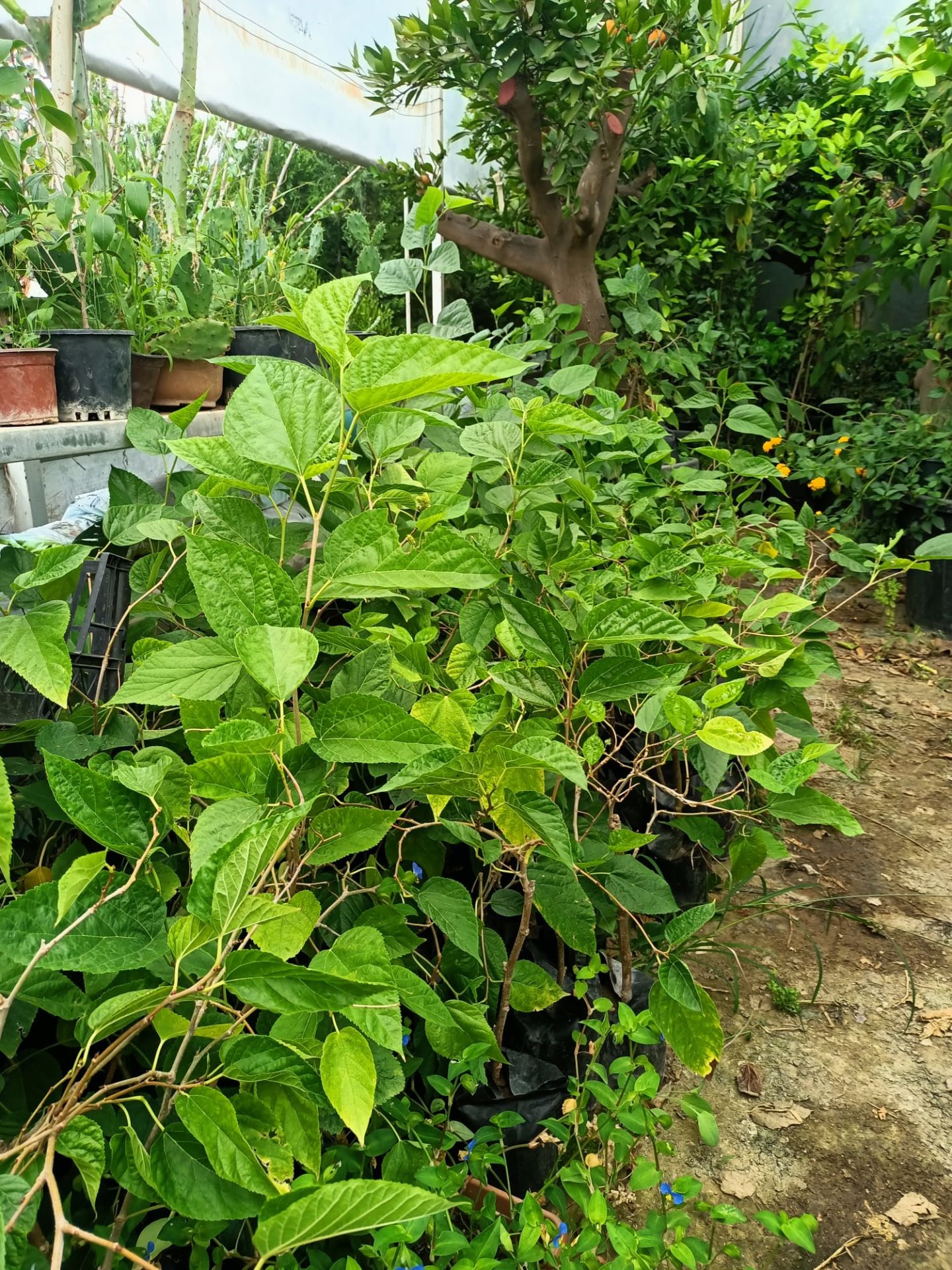 Avusturya Dut Fidanı (50-100 cm)