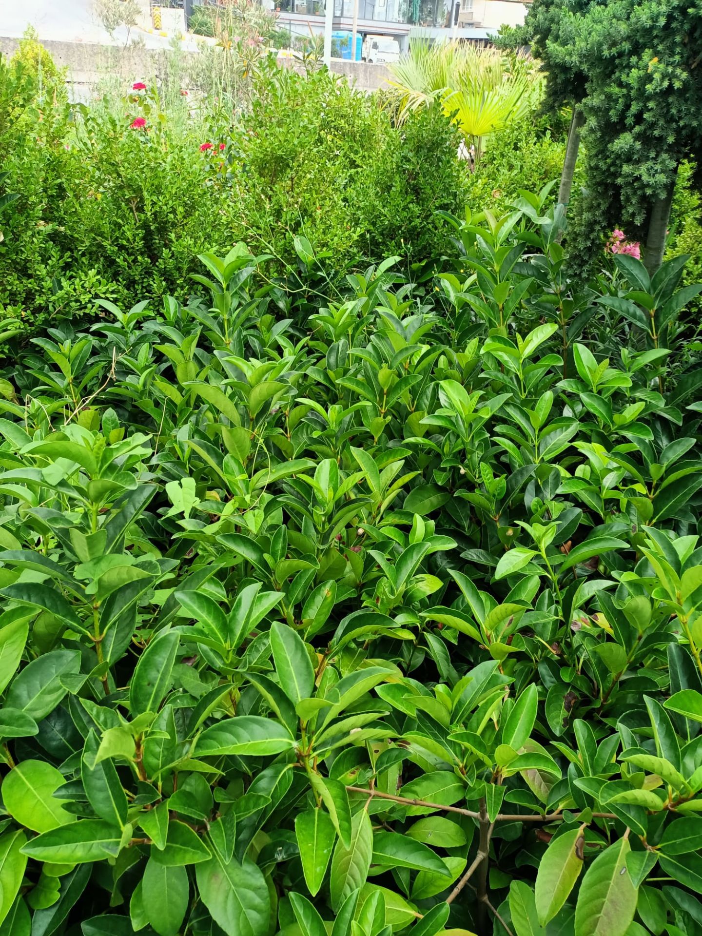 Lisidum Kartopu Fidanı (50-100 CM)