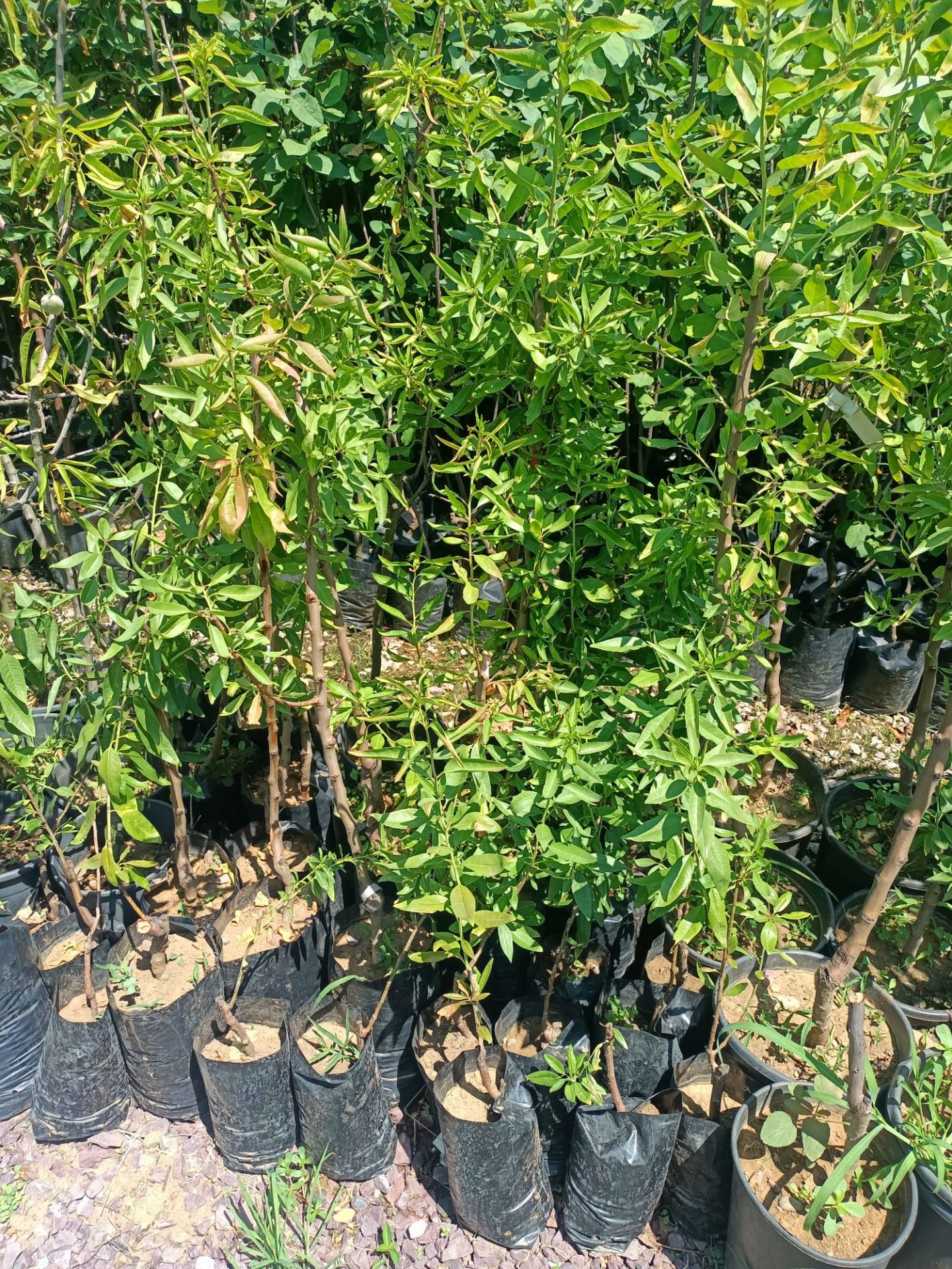 Badem Fidanı 50-100 cm