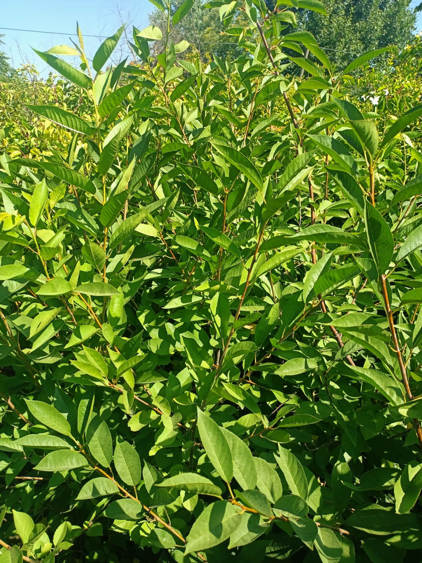 Kütahya Vişne Fidanı Tüplü 100-150 cm