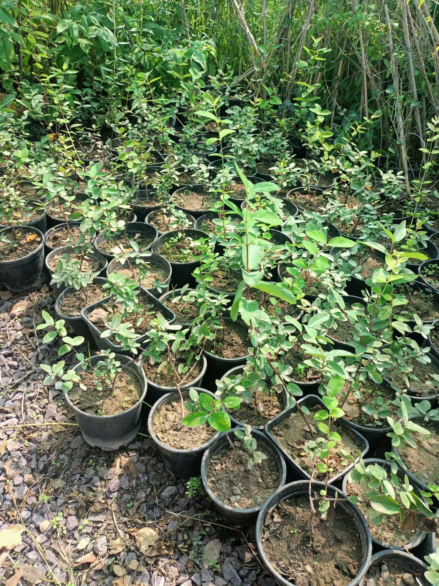 Tüplü Kuş Üzümü Fidanı (40-60 CM)