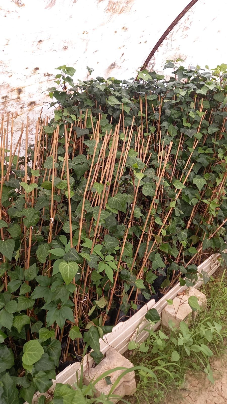 Hedera Yeşil Orman Sarmaşığı Fidanı (150-250 cm) 5 adet