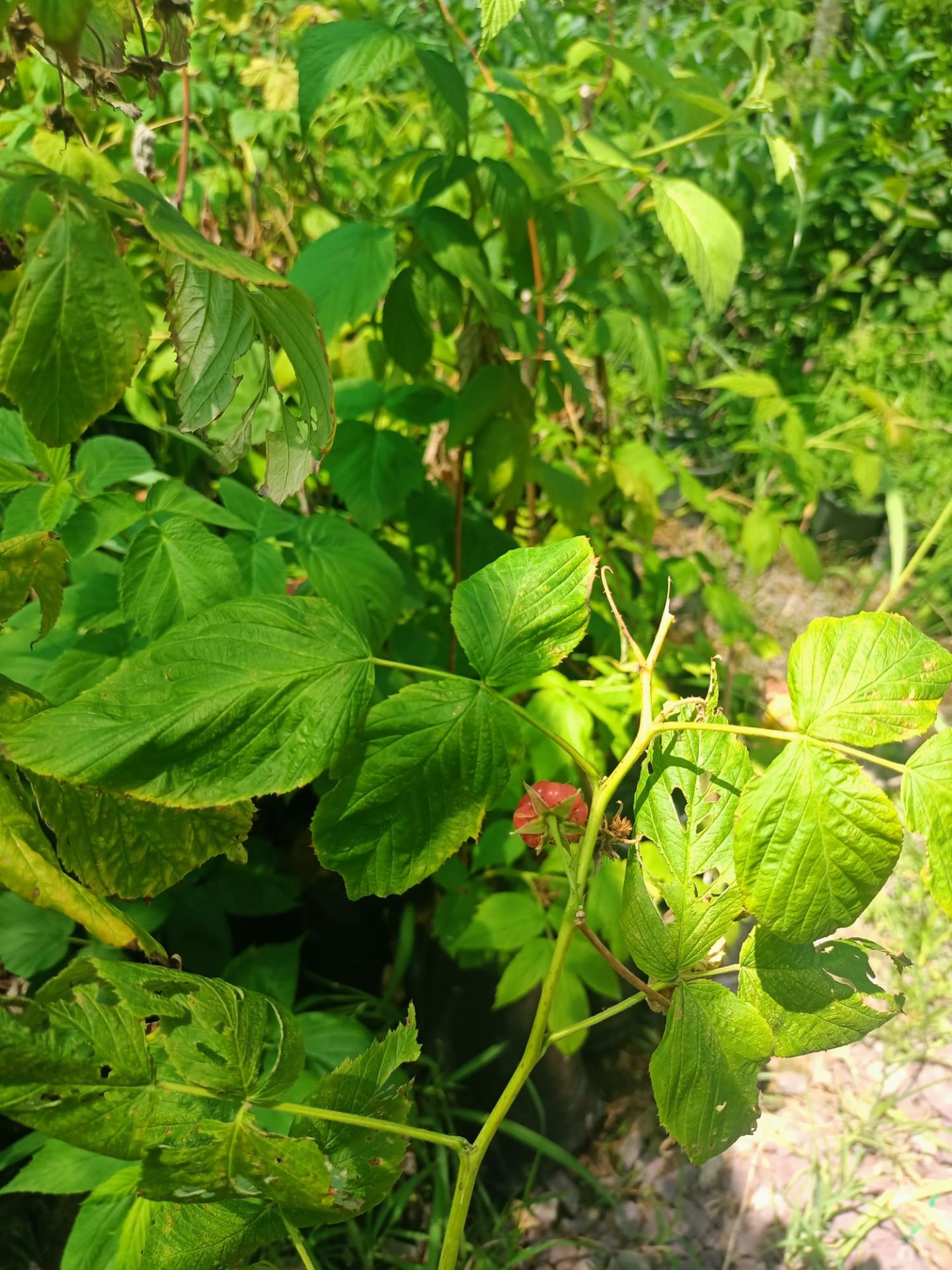 Ahududu (Frambuaz) Fidanı 50-100 cm