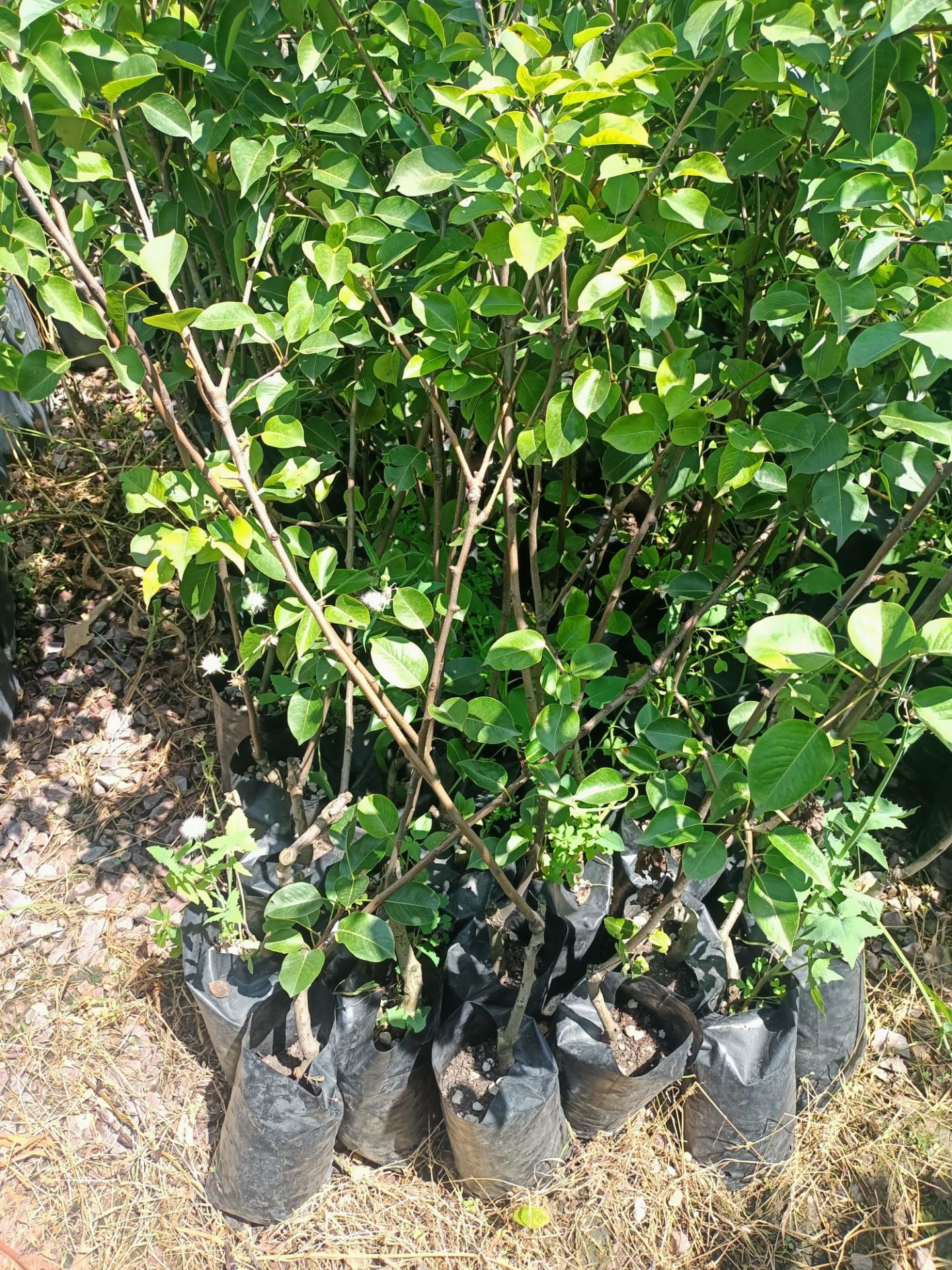 Tüplü Williams Armut Fidanı (100-150 cm)