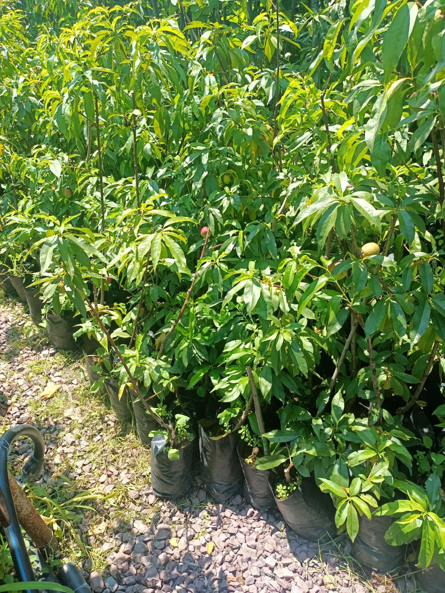 Sweet Lady Nektarin Fidanı Tüplü 70-120 cm