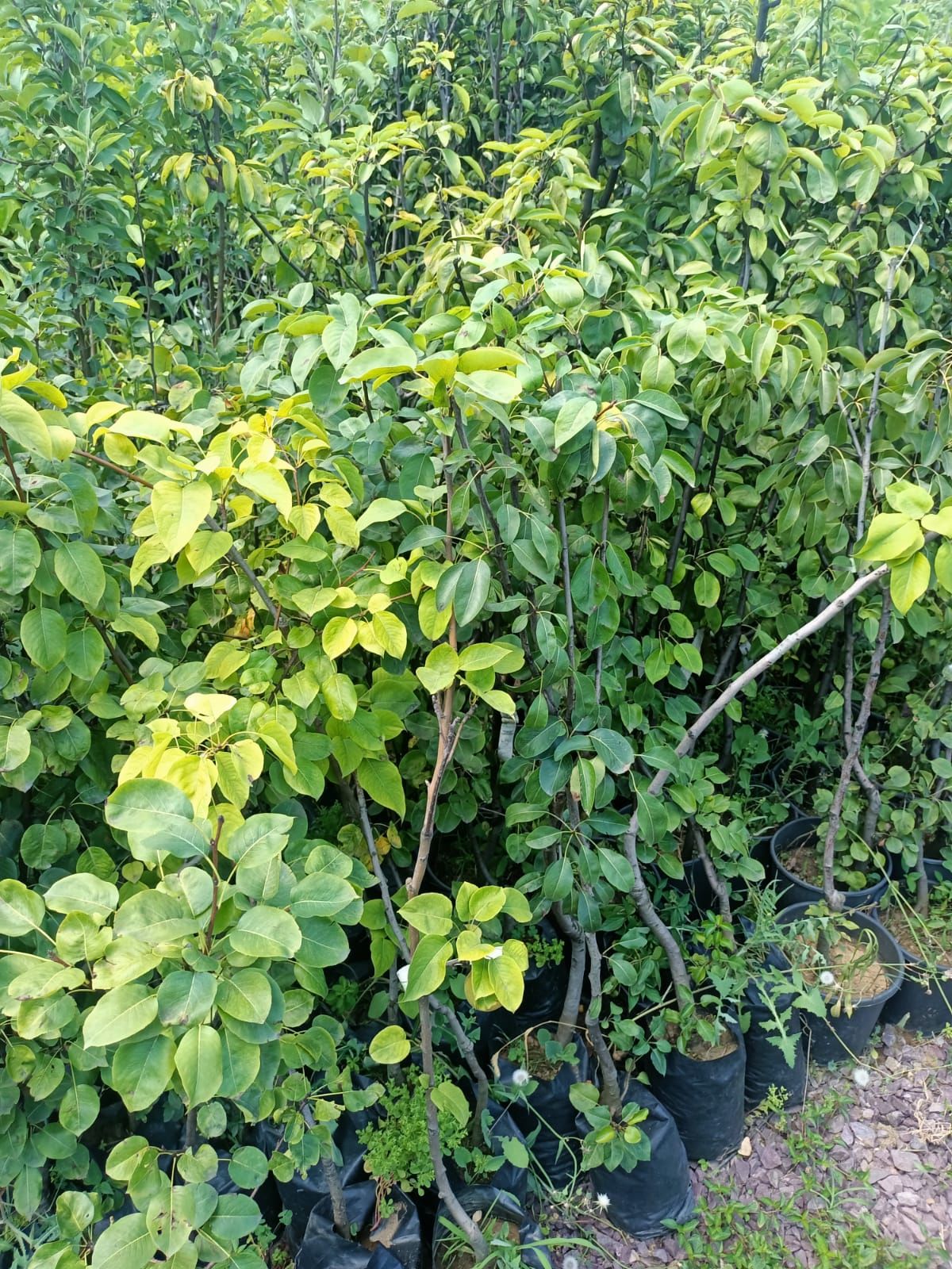 Margarrete Armut Fidanı Tüplü 100-150 cm