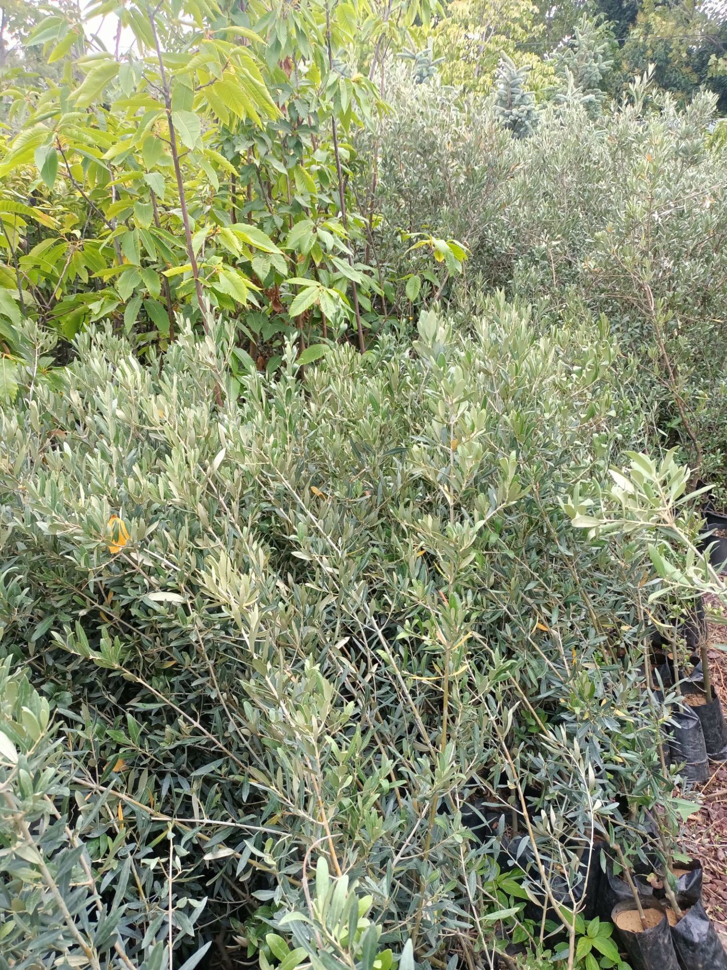 Gemlik Zeytin Fidanı Tüplü 80-120 cm