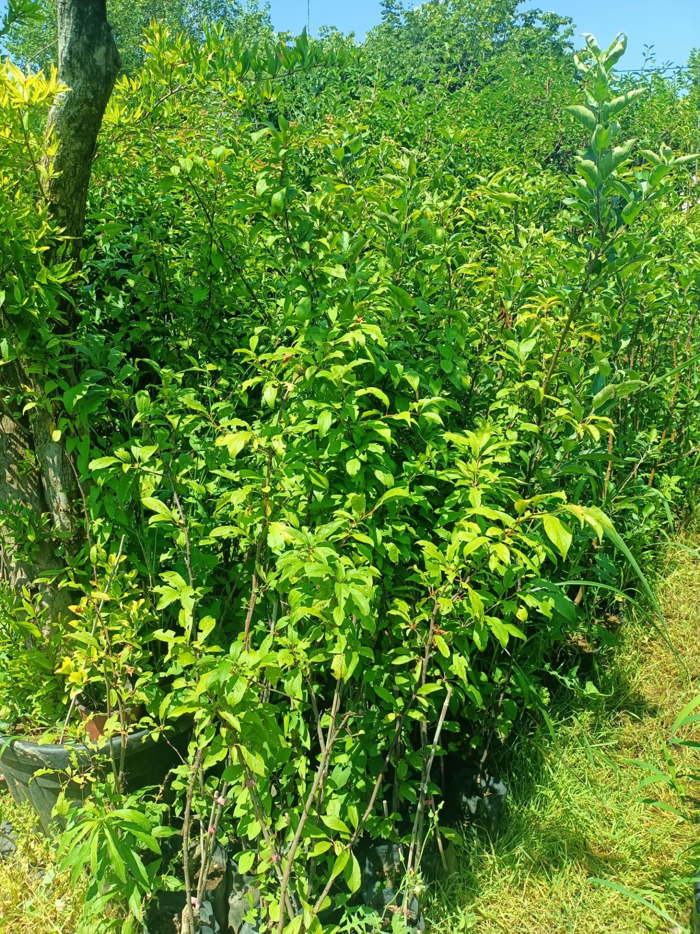 Can Erik Fidanı Tüplü 100-150 cm