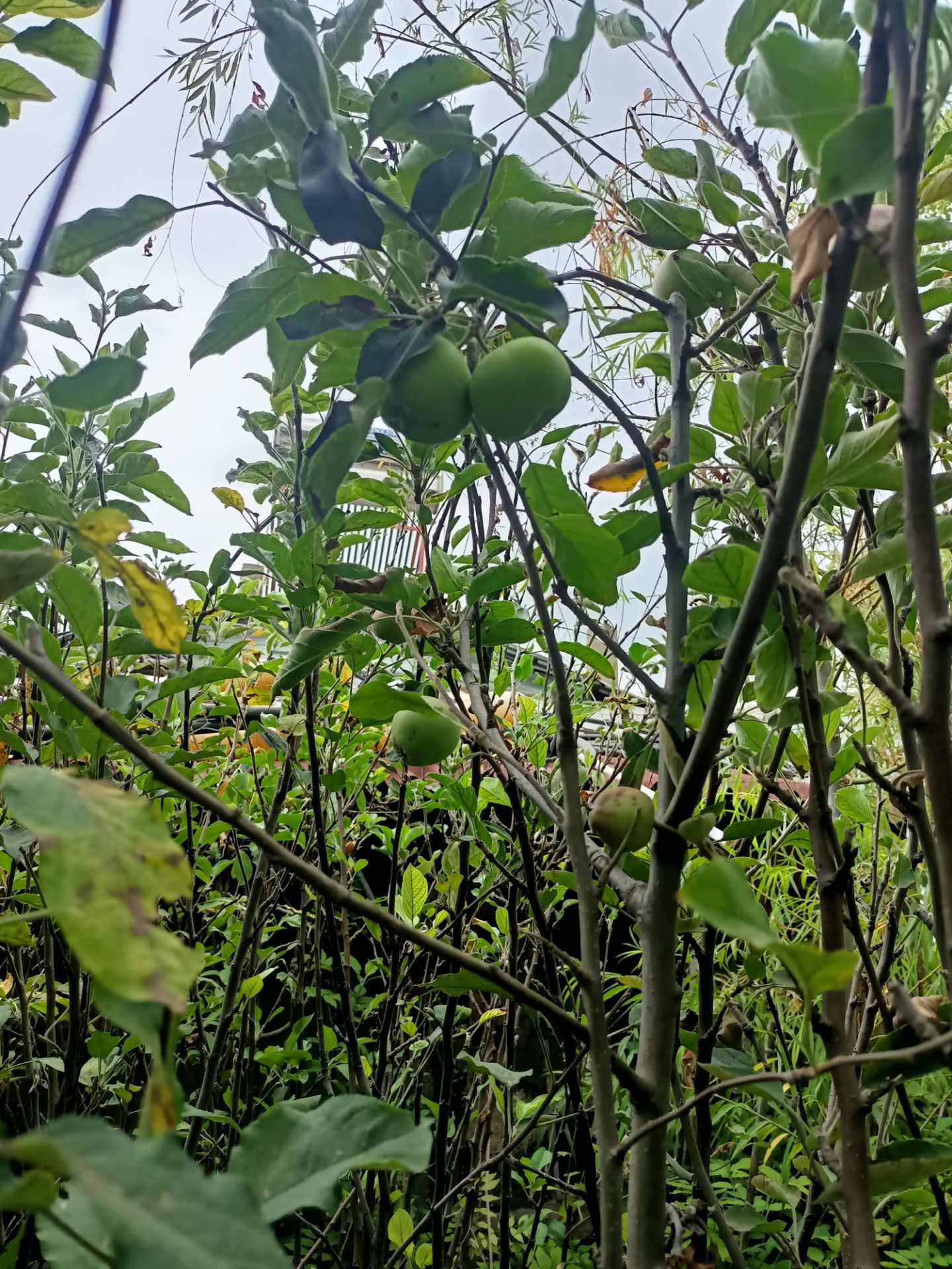 Golden Elma Fidanı Tüplü 100-150 cm