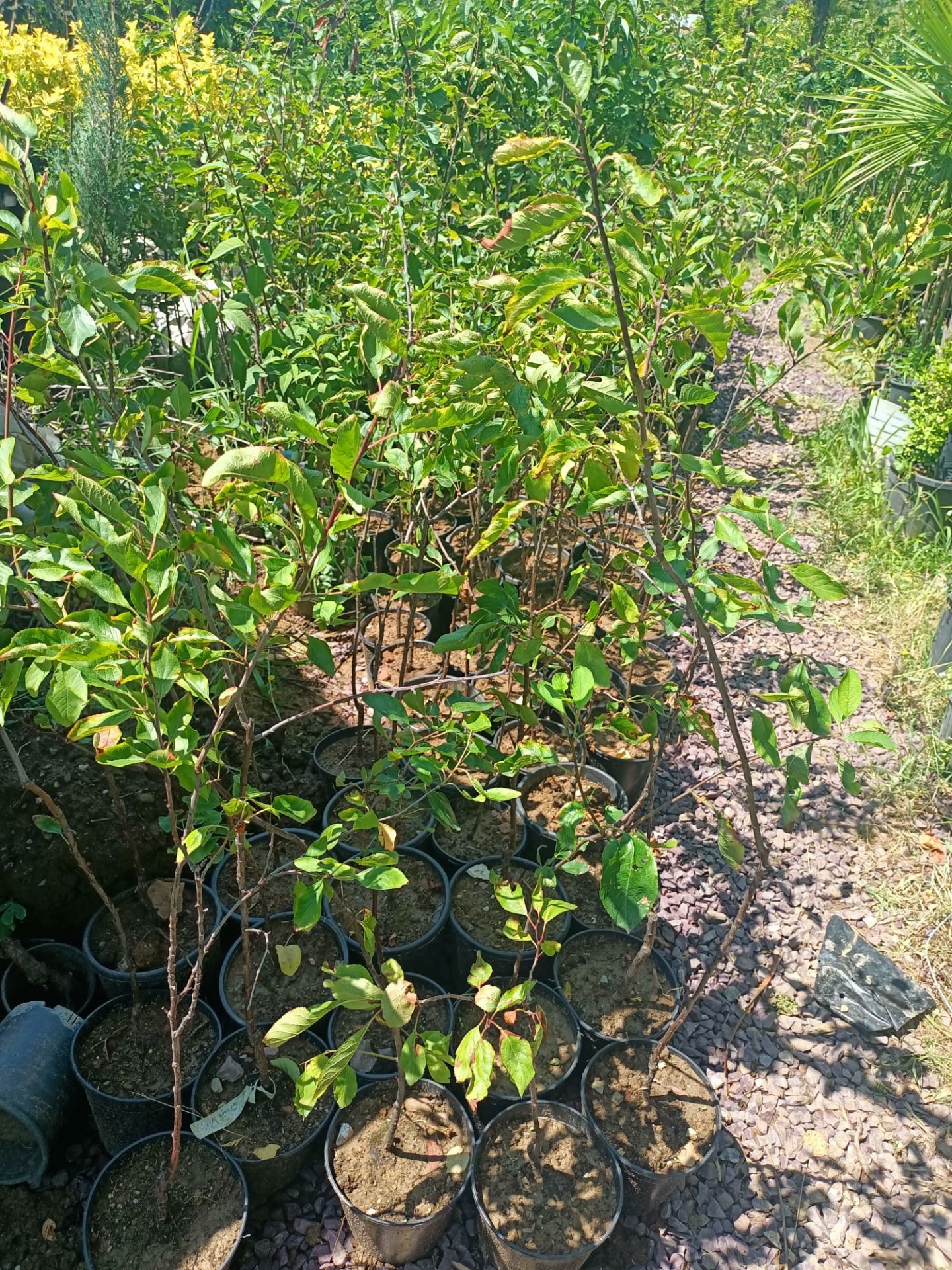 Tüplü Malta Eriği Fidanı (50-100 CM)