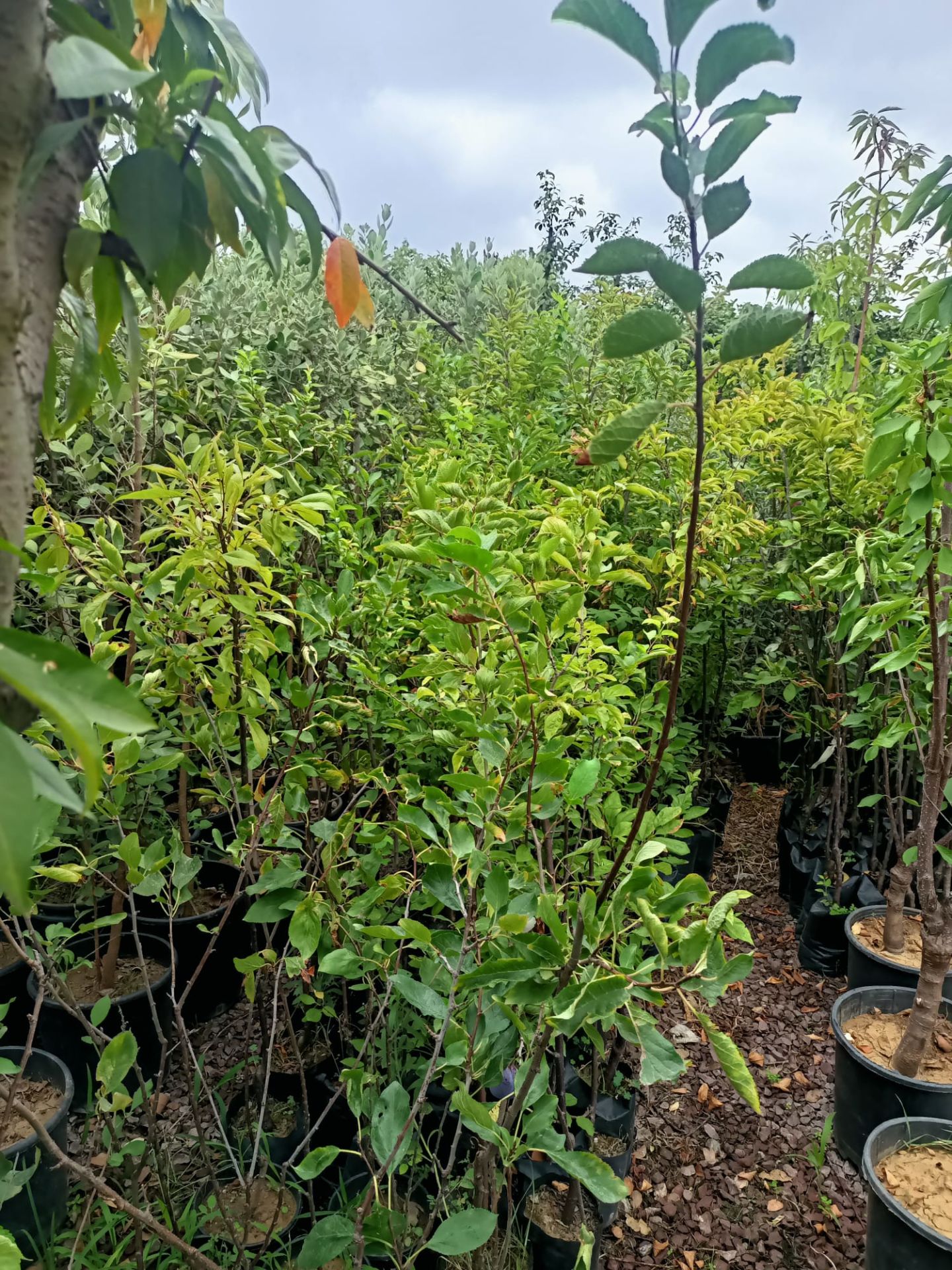 Mürdüm Eriği Fidanı Tüplü 100-150 cm