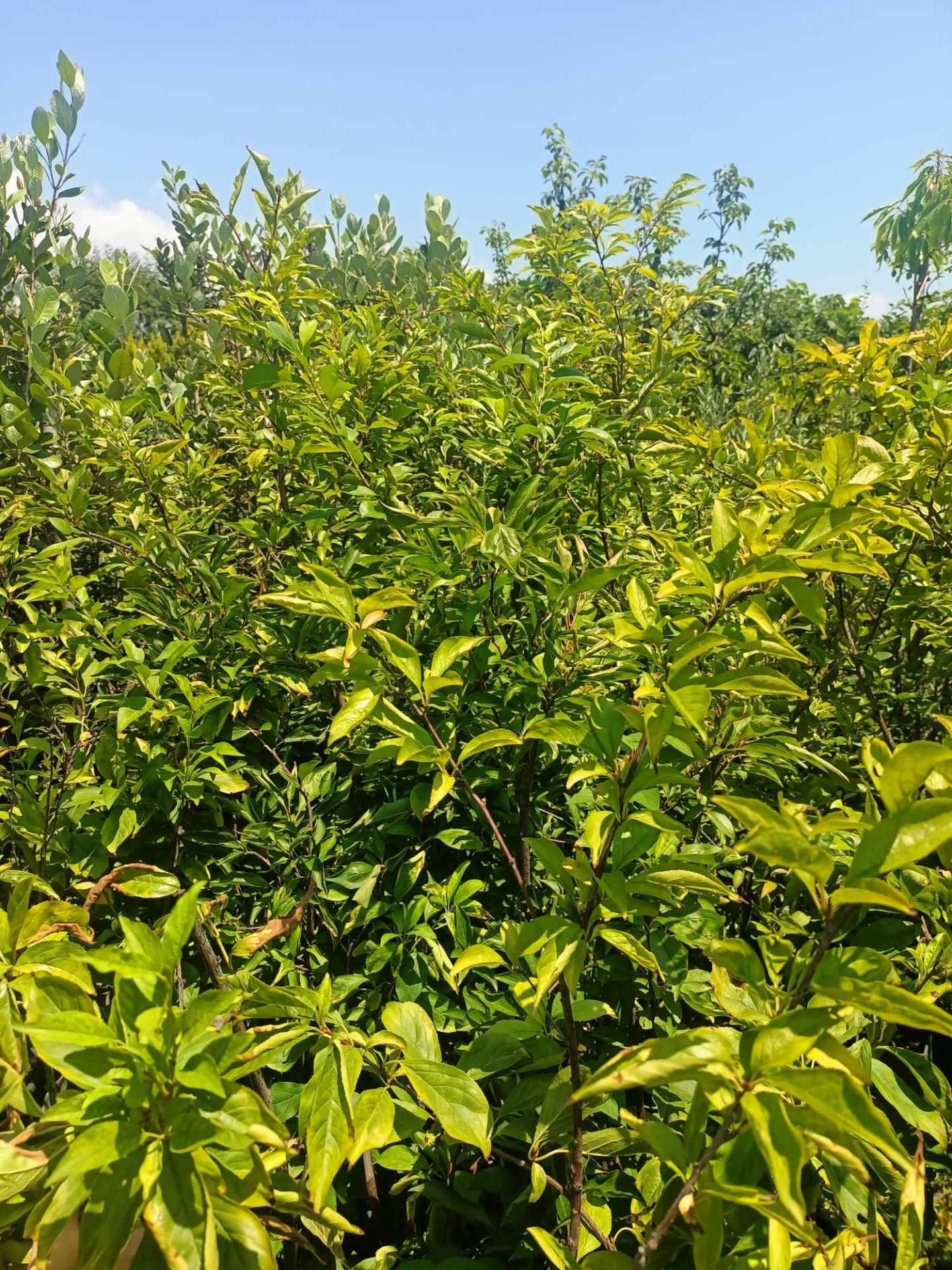 Anjola Angelica Tüplü Japon Erik Fidanı (100-150 CM)
