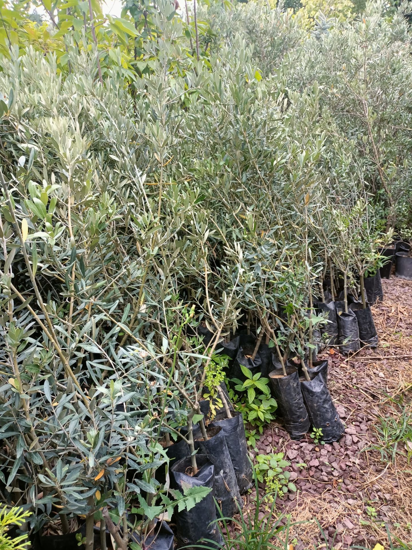 Gemlik Zeytin Fidanı Tüplü 80-120 cm