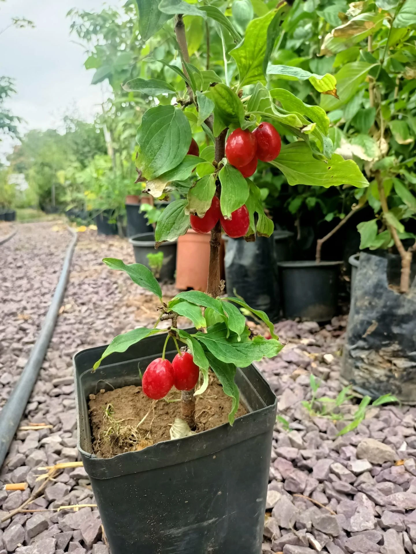 Kızılcık Fidanı Tüplü 50-100 cm