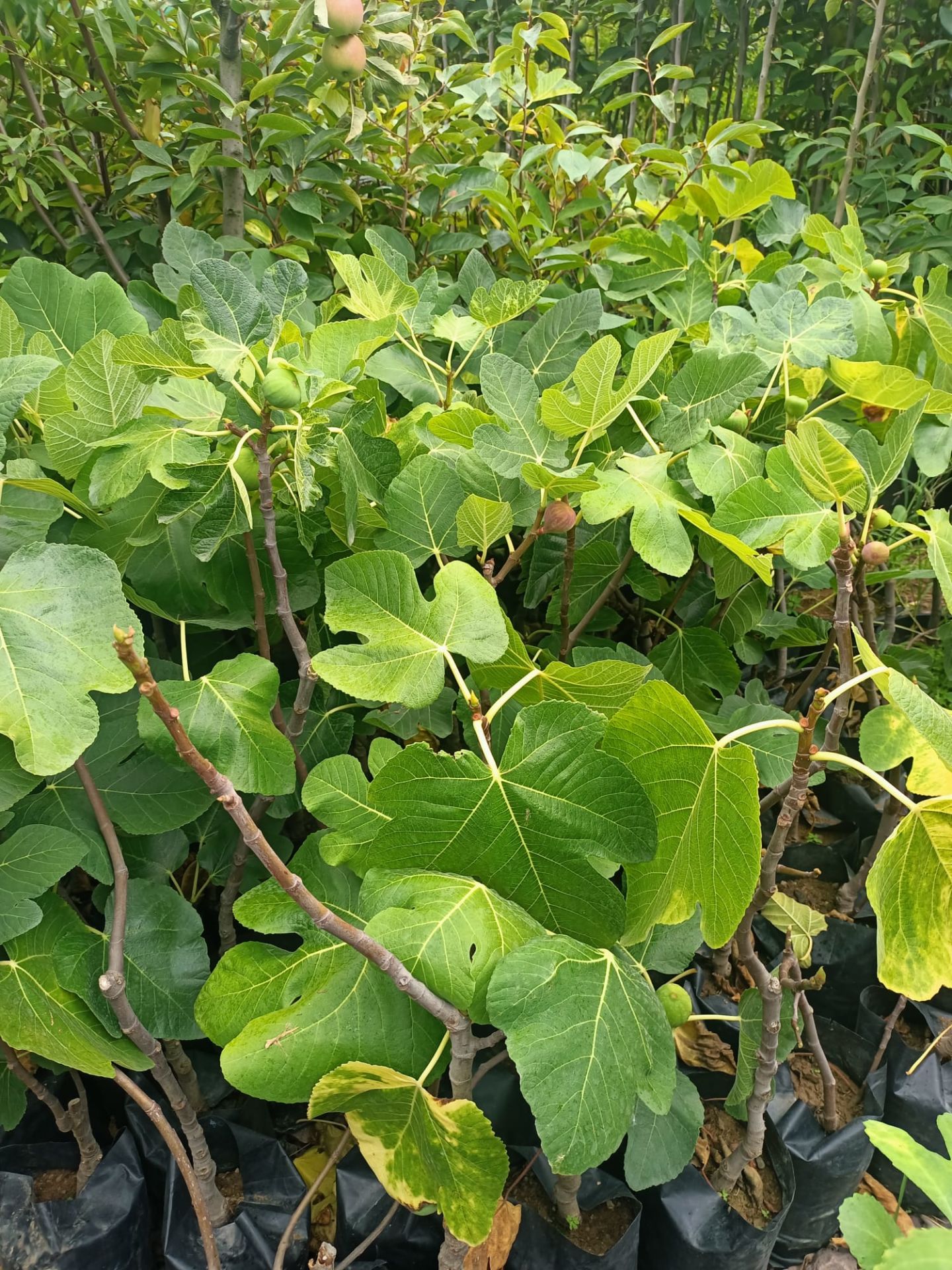 Siyah İncir Bursa Karası Fidanı Tüplü 75-100 cm