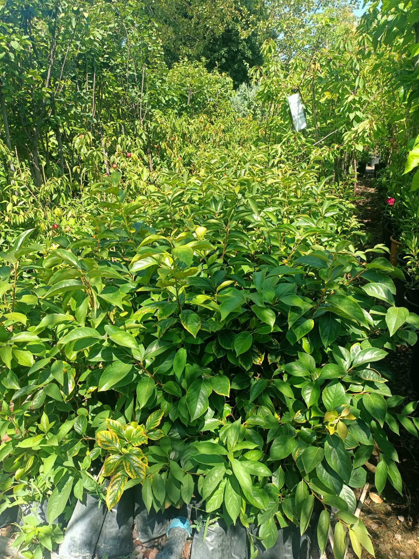 Trabzon Hurması Fidanı Tüplü 50-100 cm