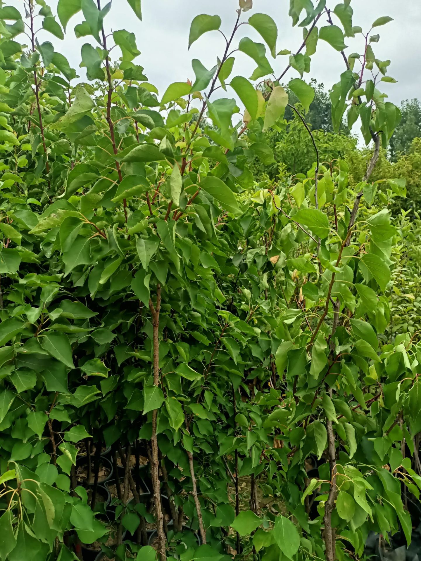 Iğdır Kayısı Fidanı Tüplü 100-150 cm