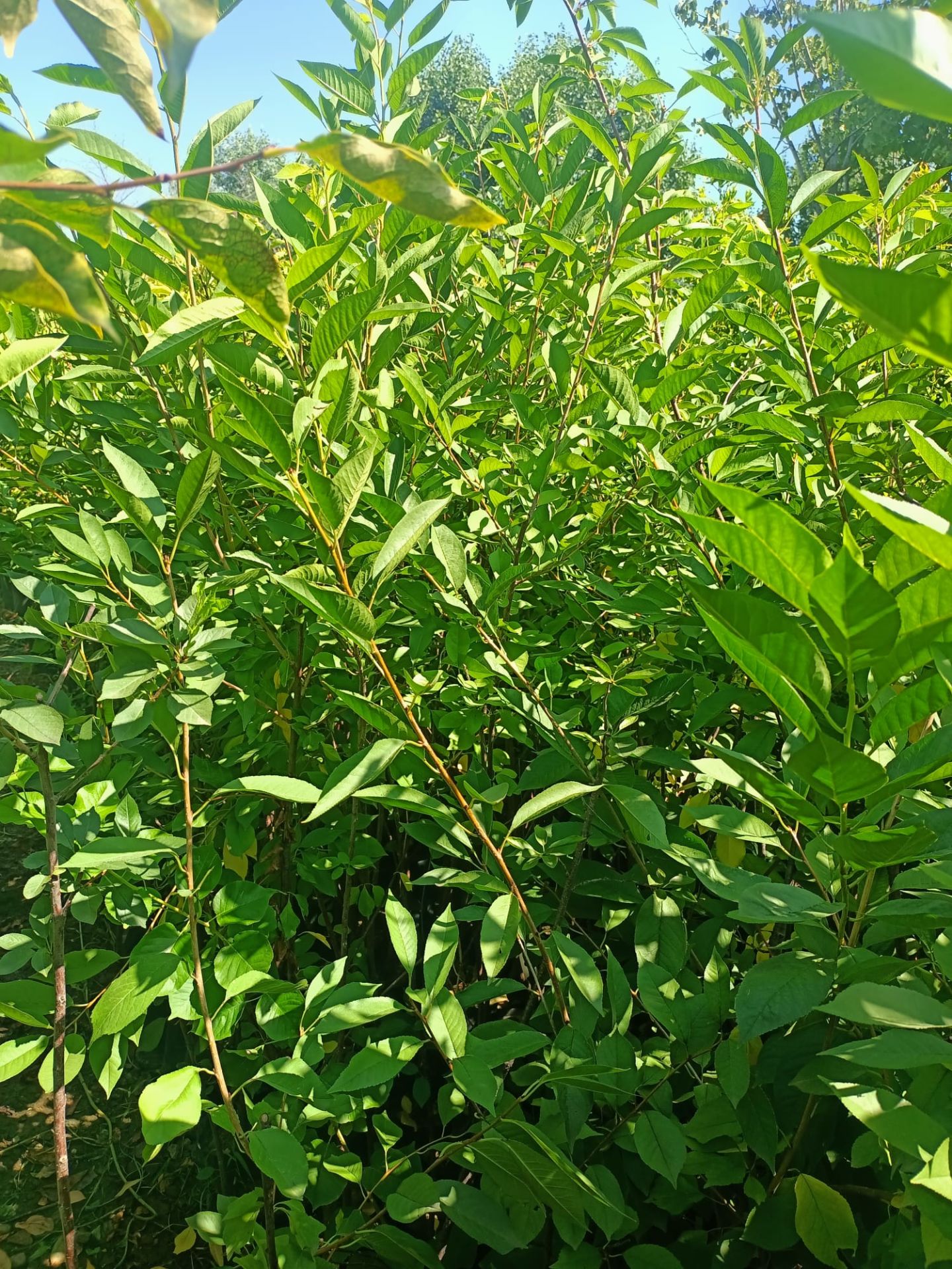 Kütahya Vişne Fidanı Tüplü 100-150 cm