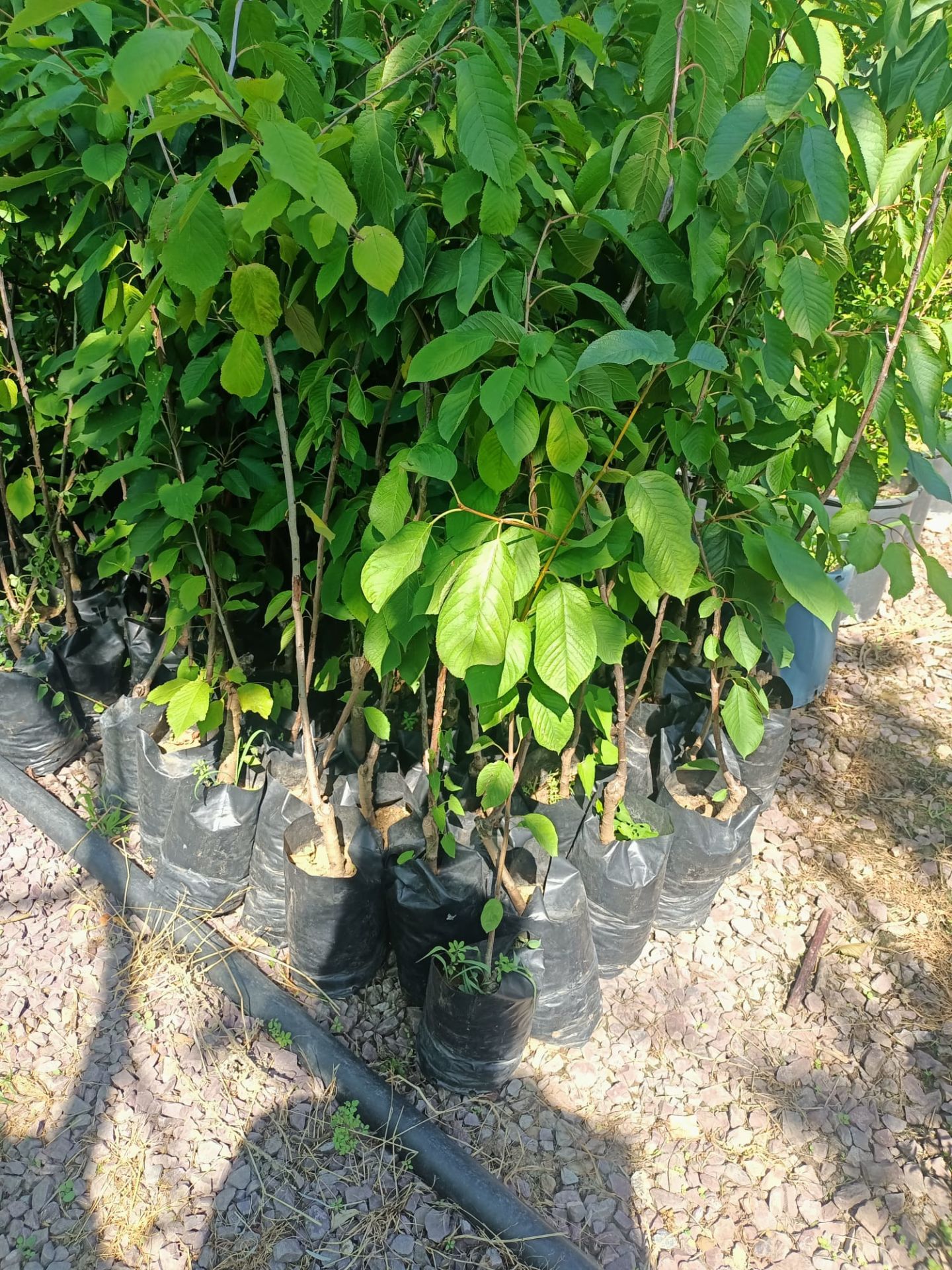 Napolyon Kiraz Fidanı Tüplü 100-150 cm