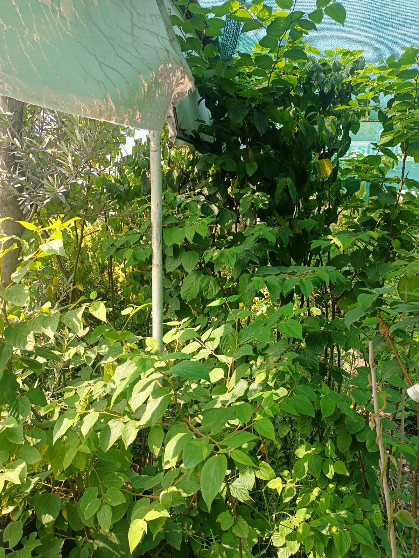 Japon Kuru Üzümü (100-150 cm)