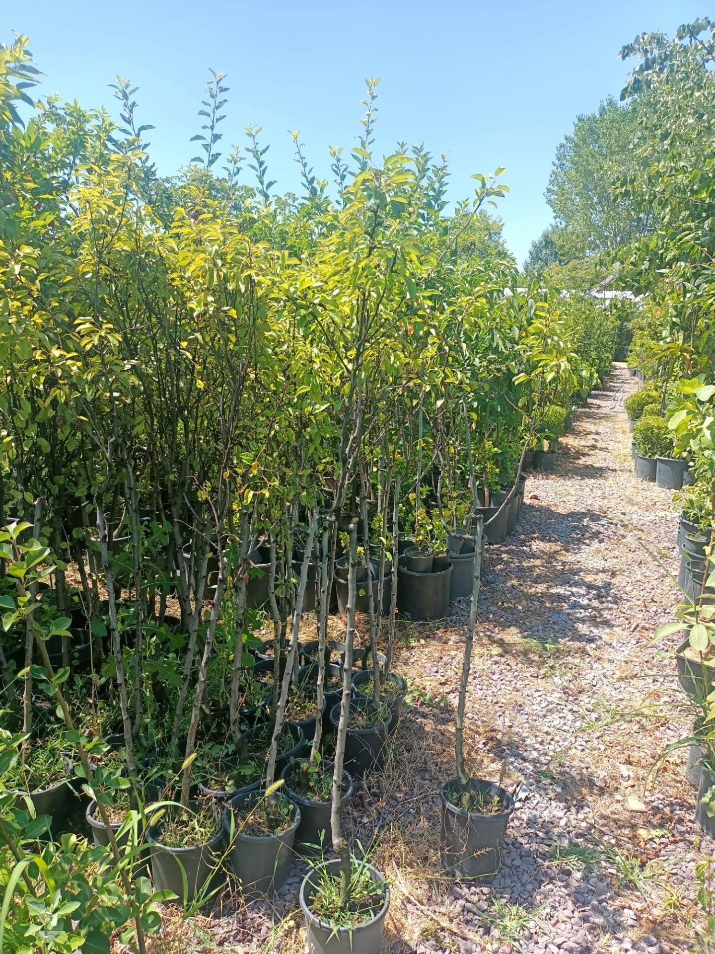 Ankara Armut Fidanı Tüplü 100-150 cm