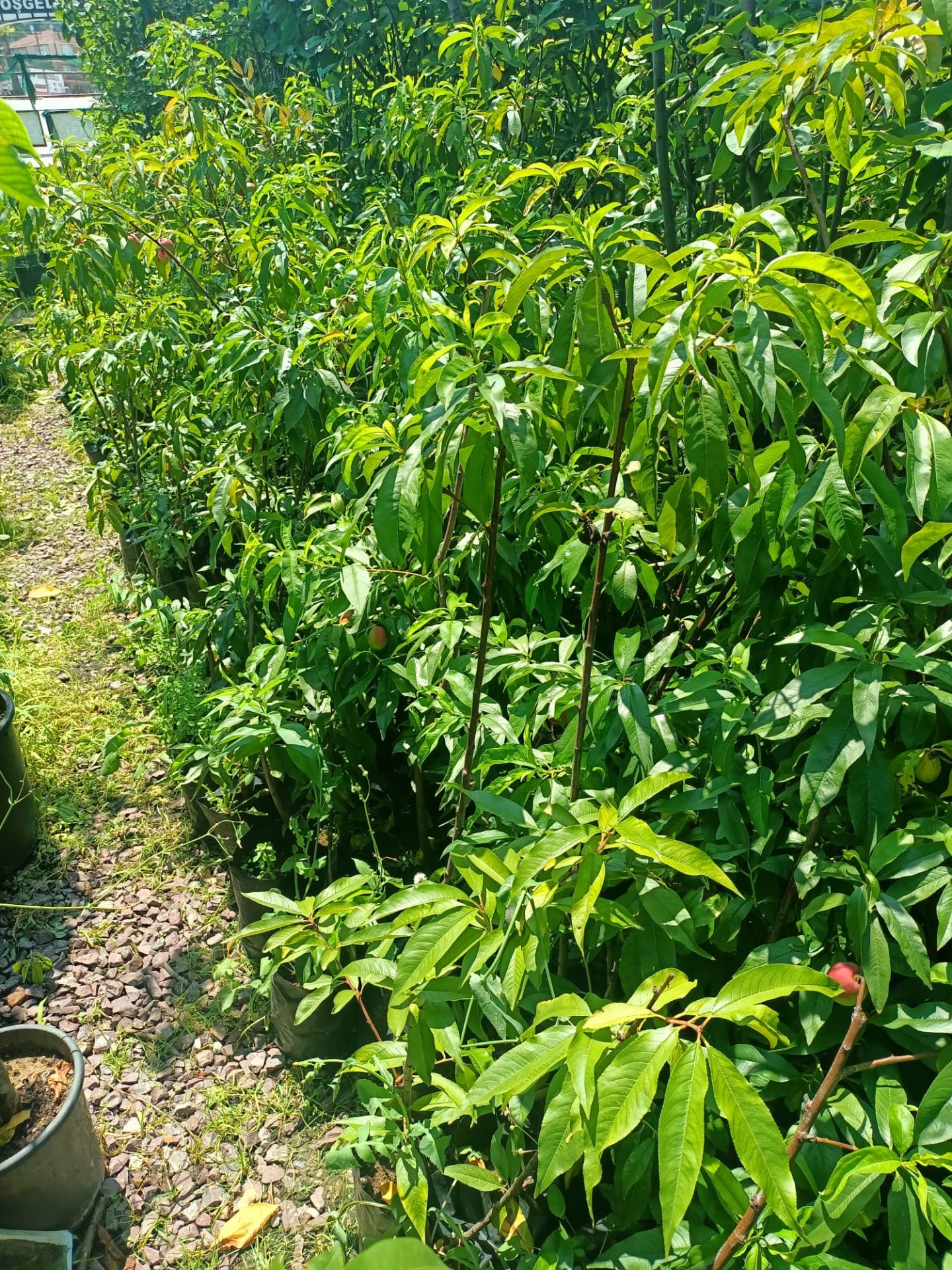 Sweet Lady Nektarin Fidanı Tüplü 70-120 cm