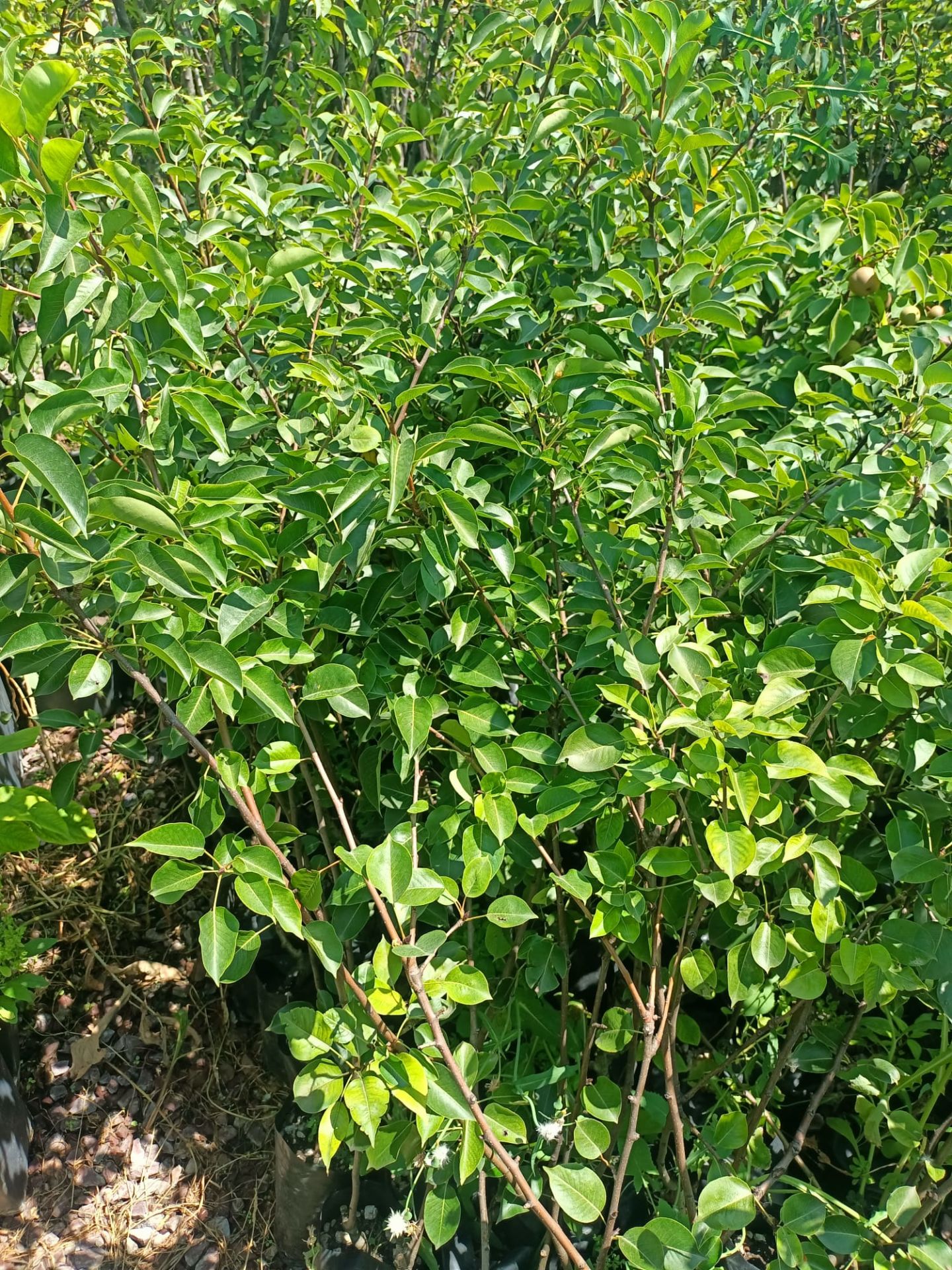 Tüplü Williams Armut Fidanı (100-150 cm)