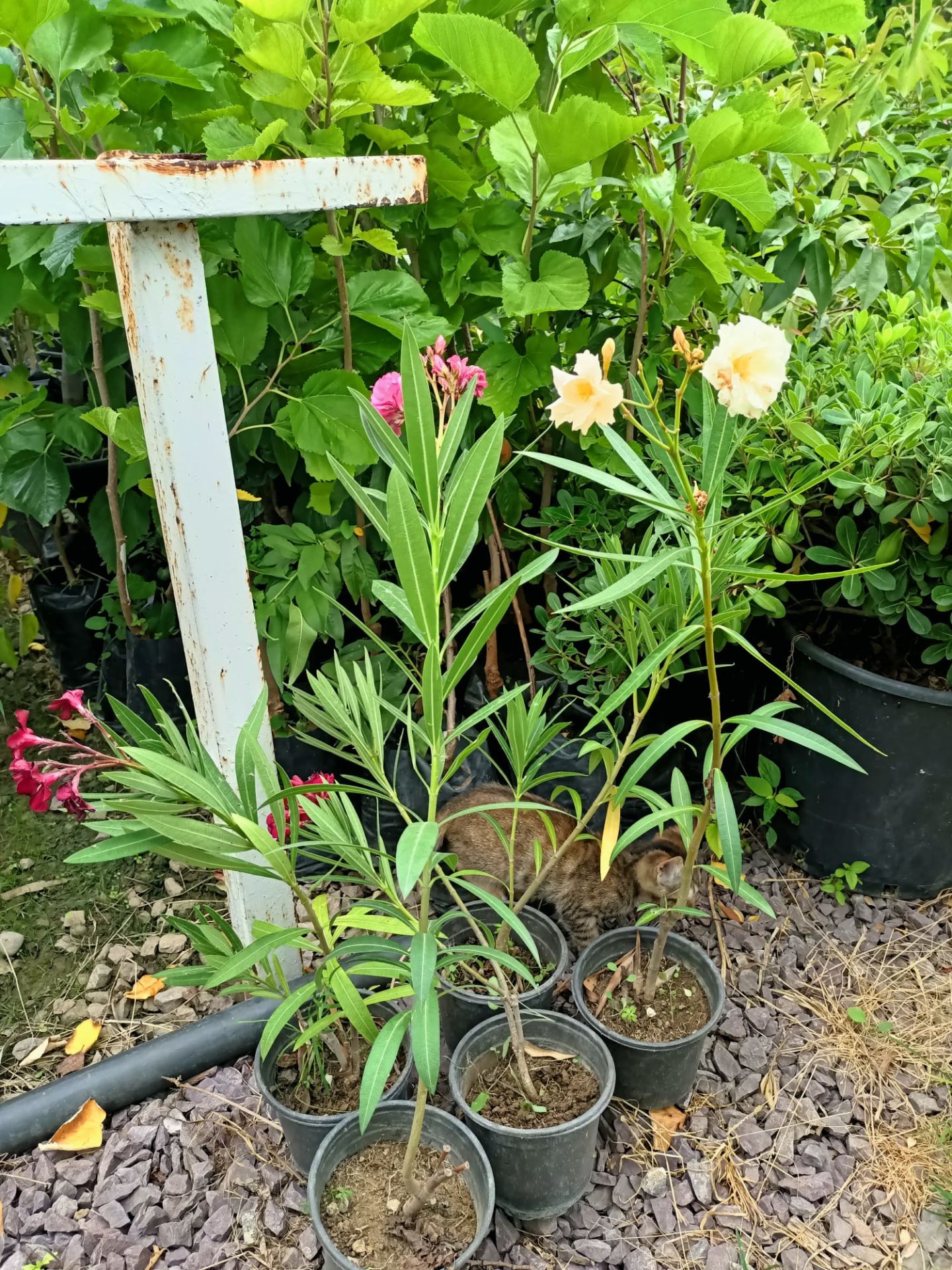 Tüplü Zakkum Fidanı 40-90 cm