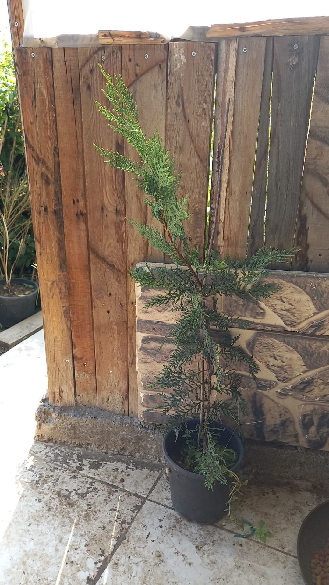 Leylandi Fidanı (40-60 CM) 10 adet