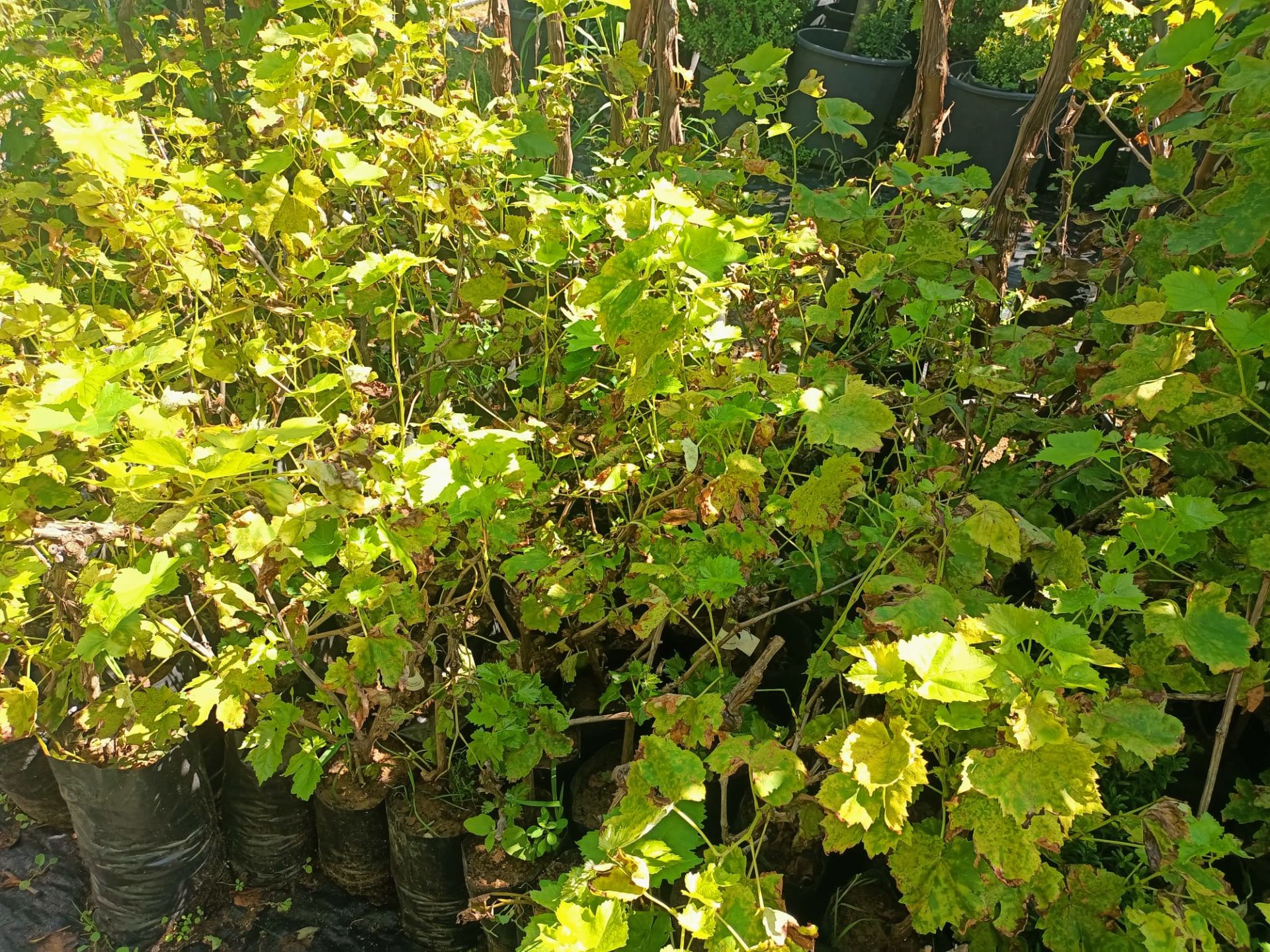 Tüplü Kara Üzüm Fidanı 40-50 Cm