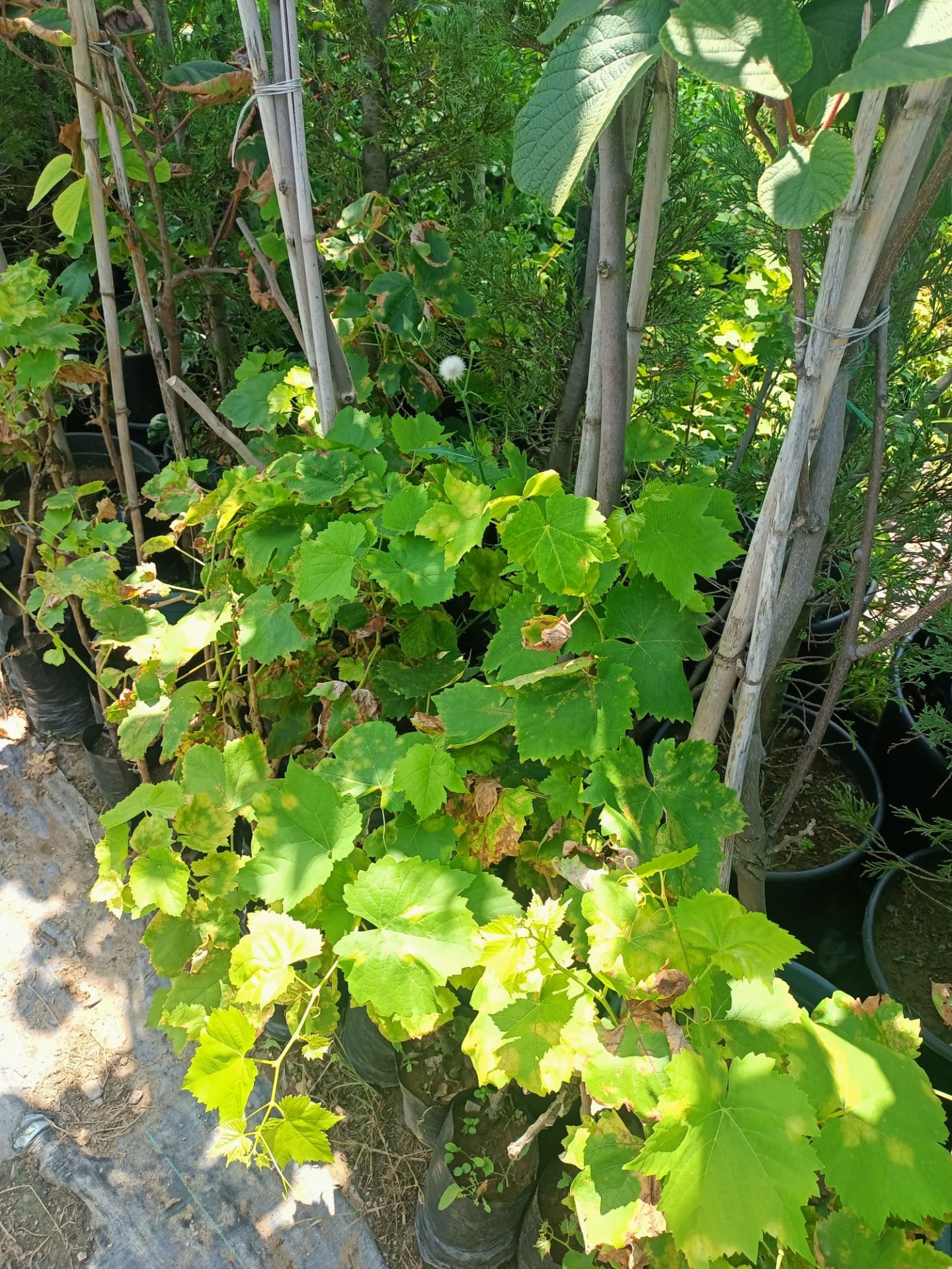 Redglobe Üzüm Fidanı Tüplü 50-100 cm