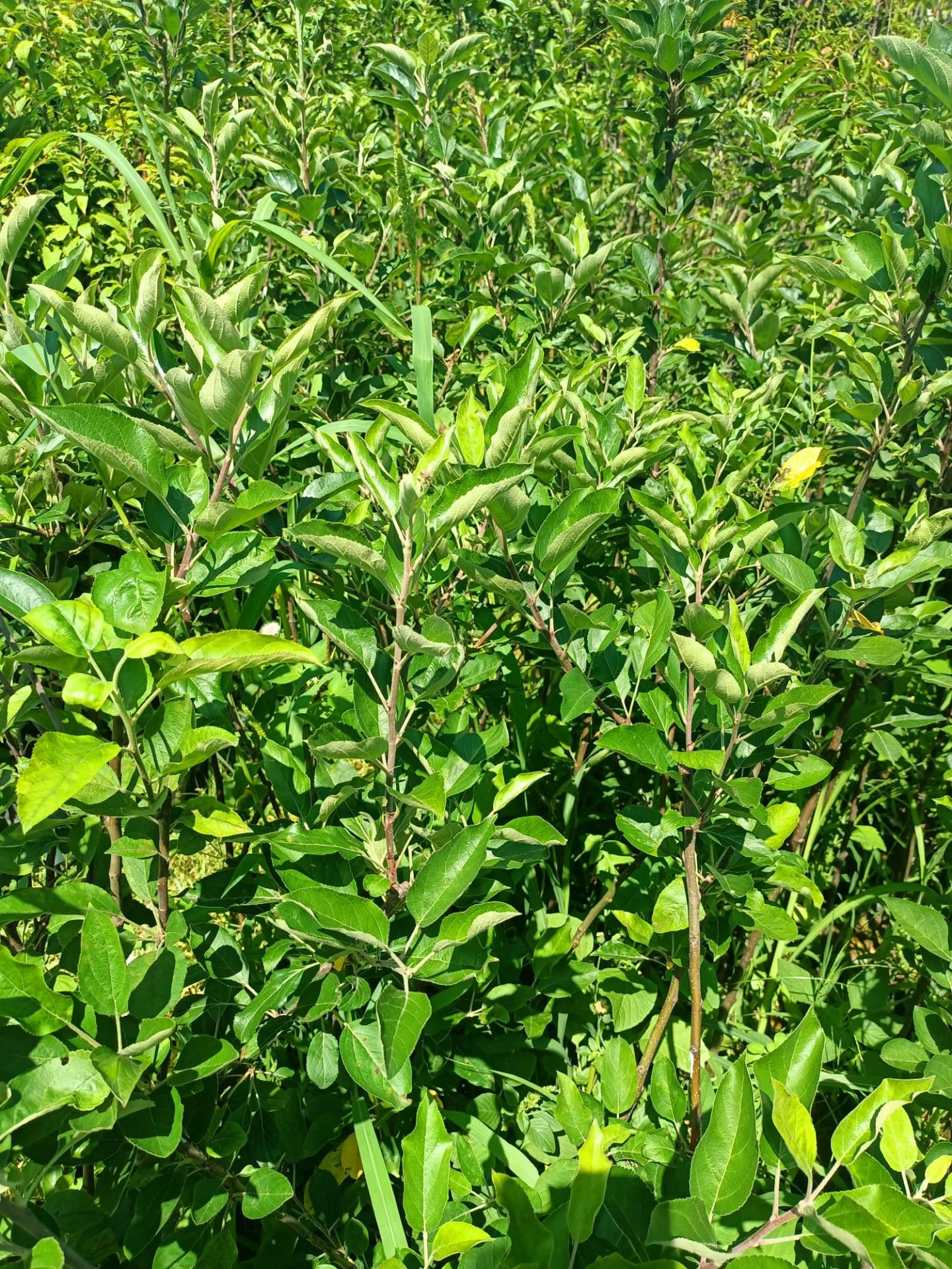 Yeşil Elma Fidanı Tüplü 100-150 cm