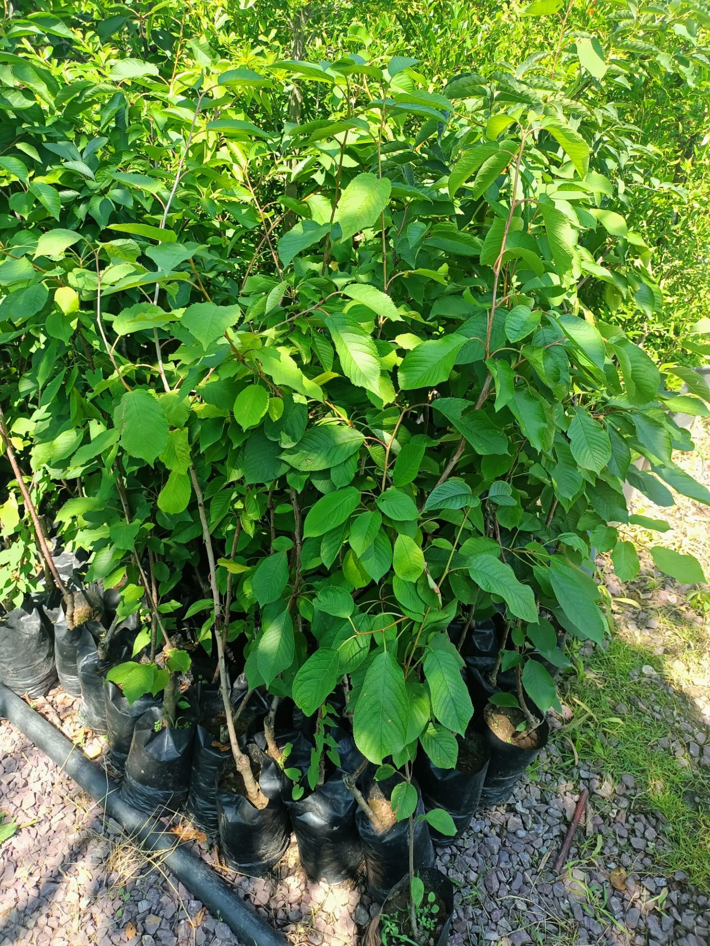 Ziraat 900 Kiraz Fidanı Tüplü 100-150 cm