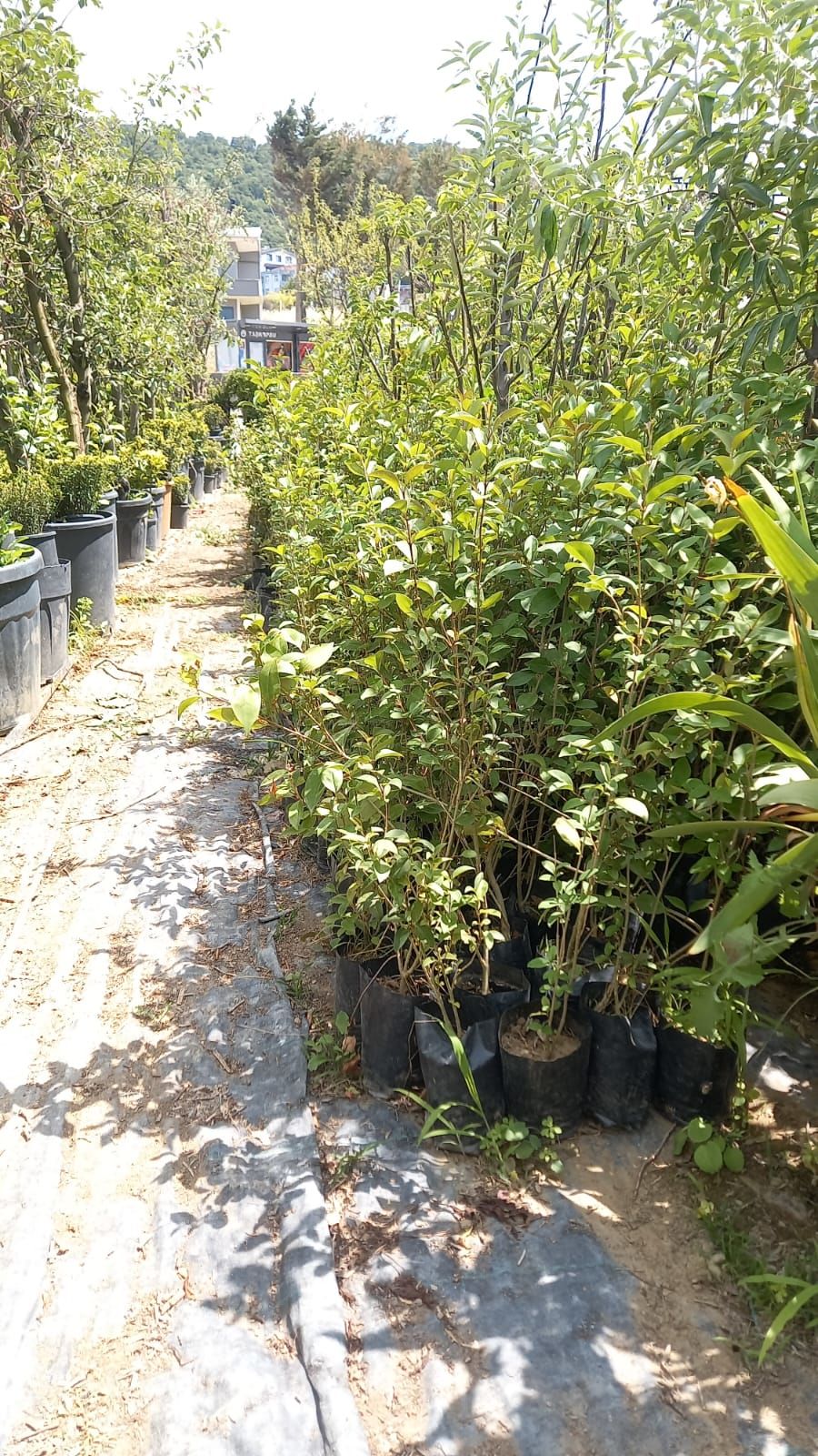 Ligustrum Fidanı (30-50 cm) 5 adet