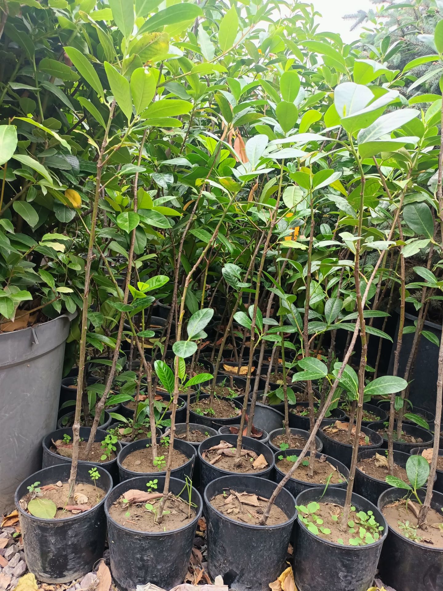 Karayemiş Fidanı (50-100 CM)