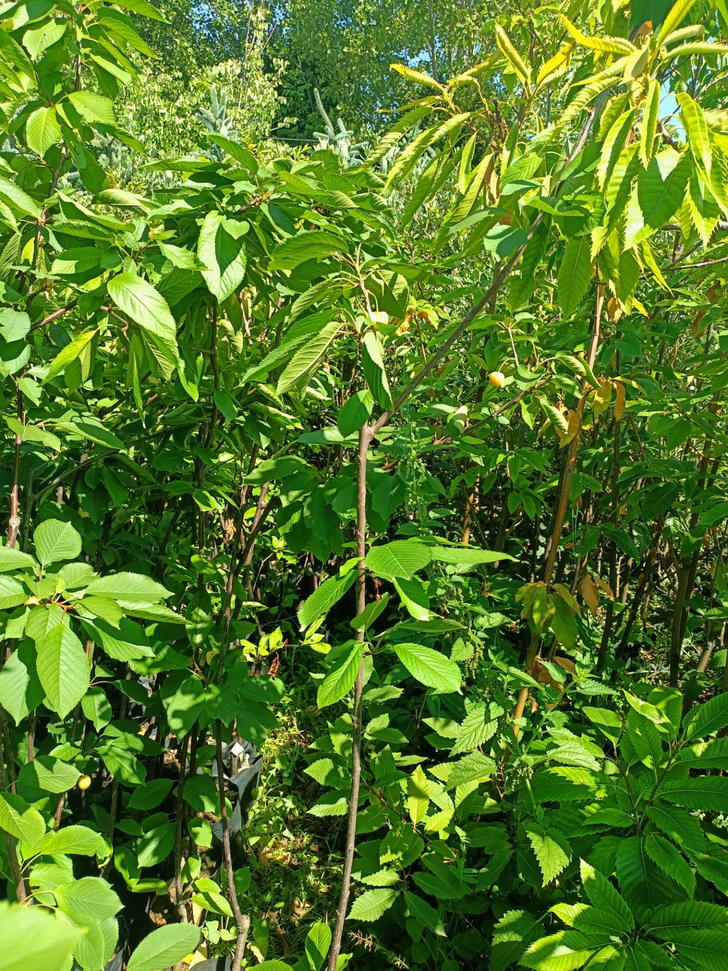 Beyaz Kiraz Fidanı Tüplü 100-150 cm